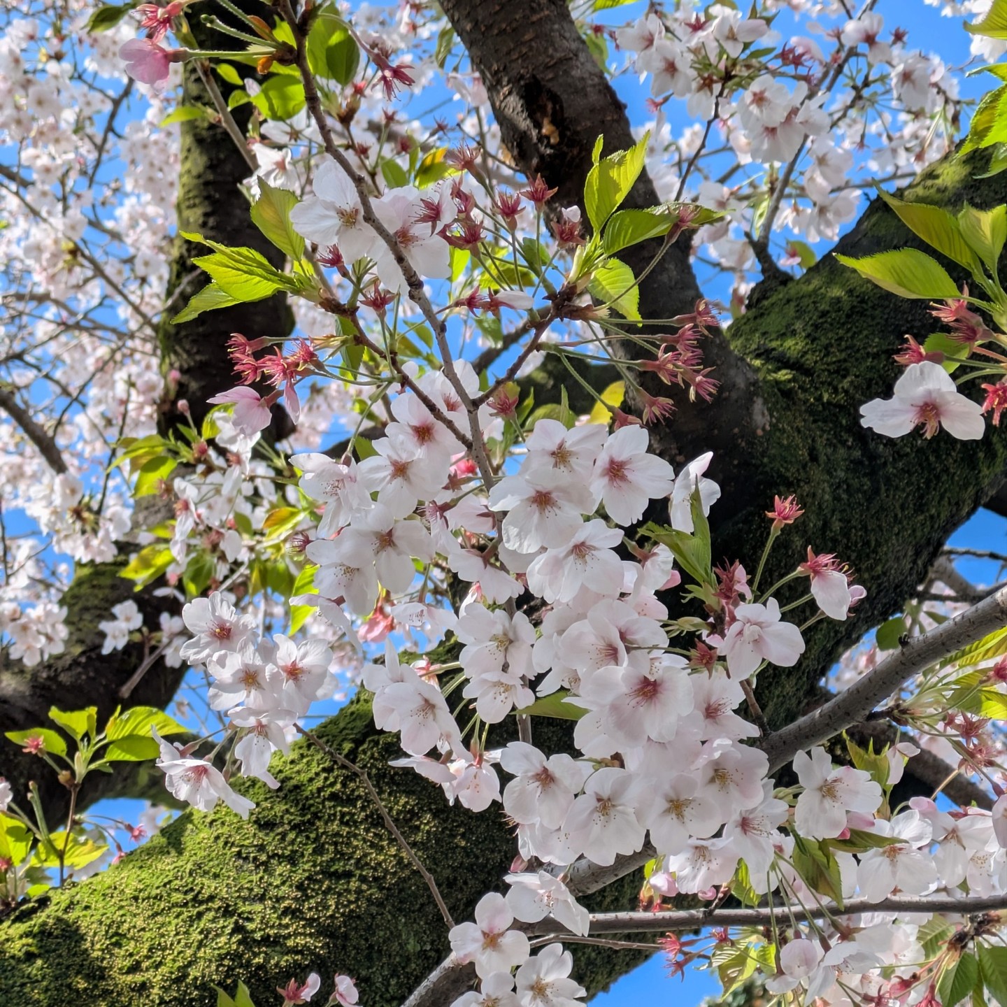 当店の目の前の桜🌸です。
近所の桜、さきはじめた~✨と思ったら雨続きで写真撮れずにいましたが、ようやく日差しが戻ったのでパシャリ。スズメたちが何羽も夢中で花をついばんでいるところを見せてくれました🥰
少し葉がまじってきてるかんじも、花びらが散ってじゅうたんみたいになってる様子も個人的には大好きです💖