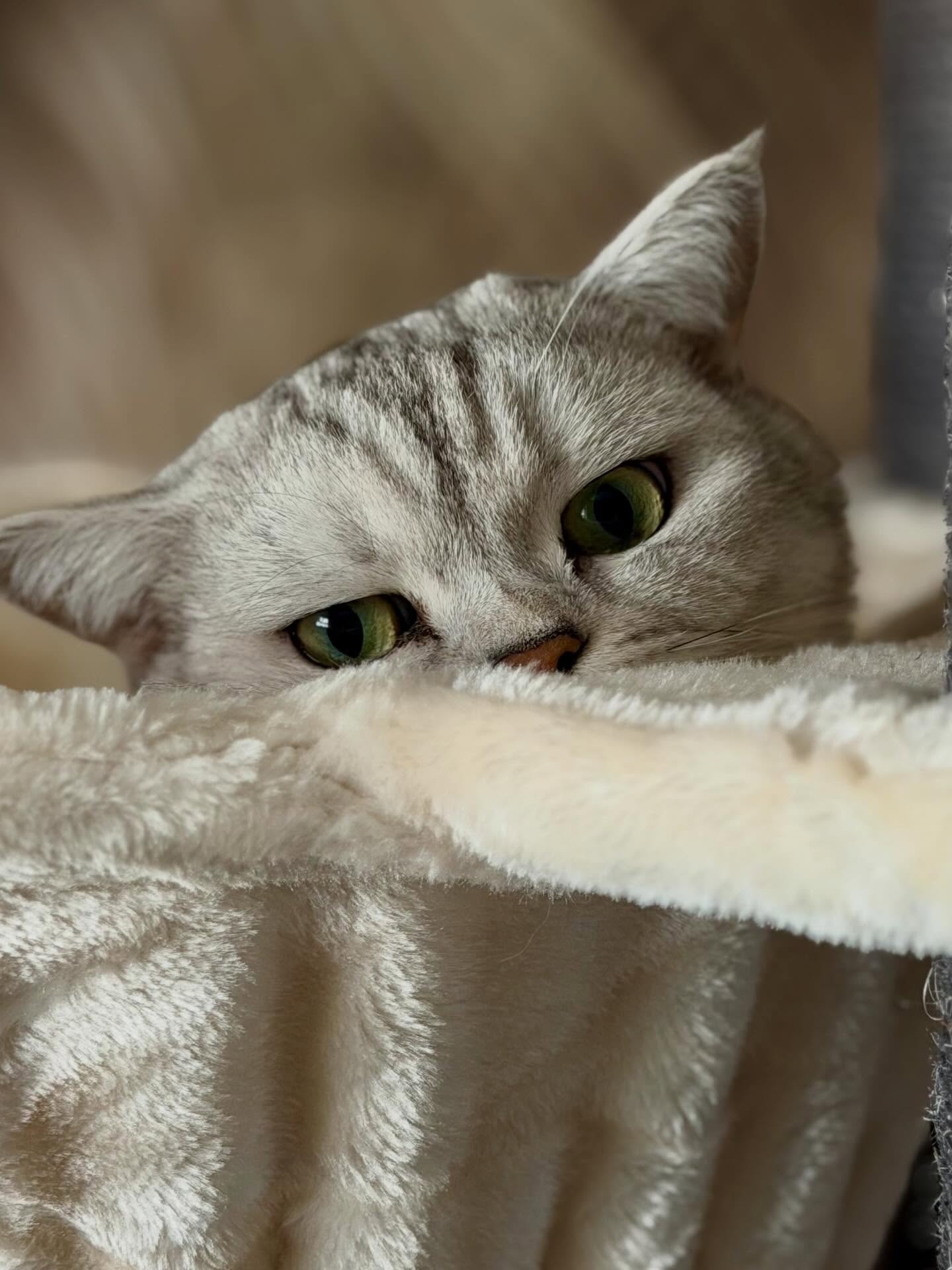 ♥️🐾♥️ Katzen sind einfach wunderschön 😊
.
.
.
.
#beautiful
#katzenliebe
#cats
#liebe