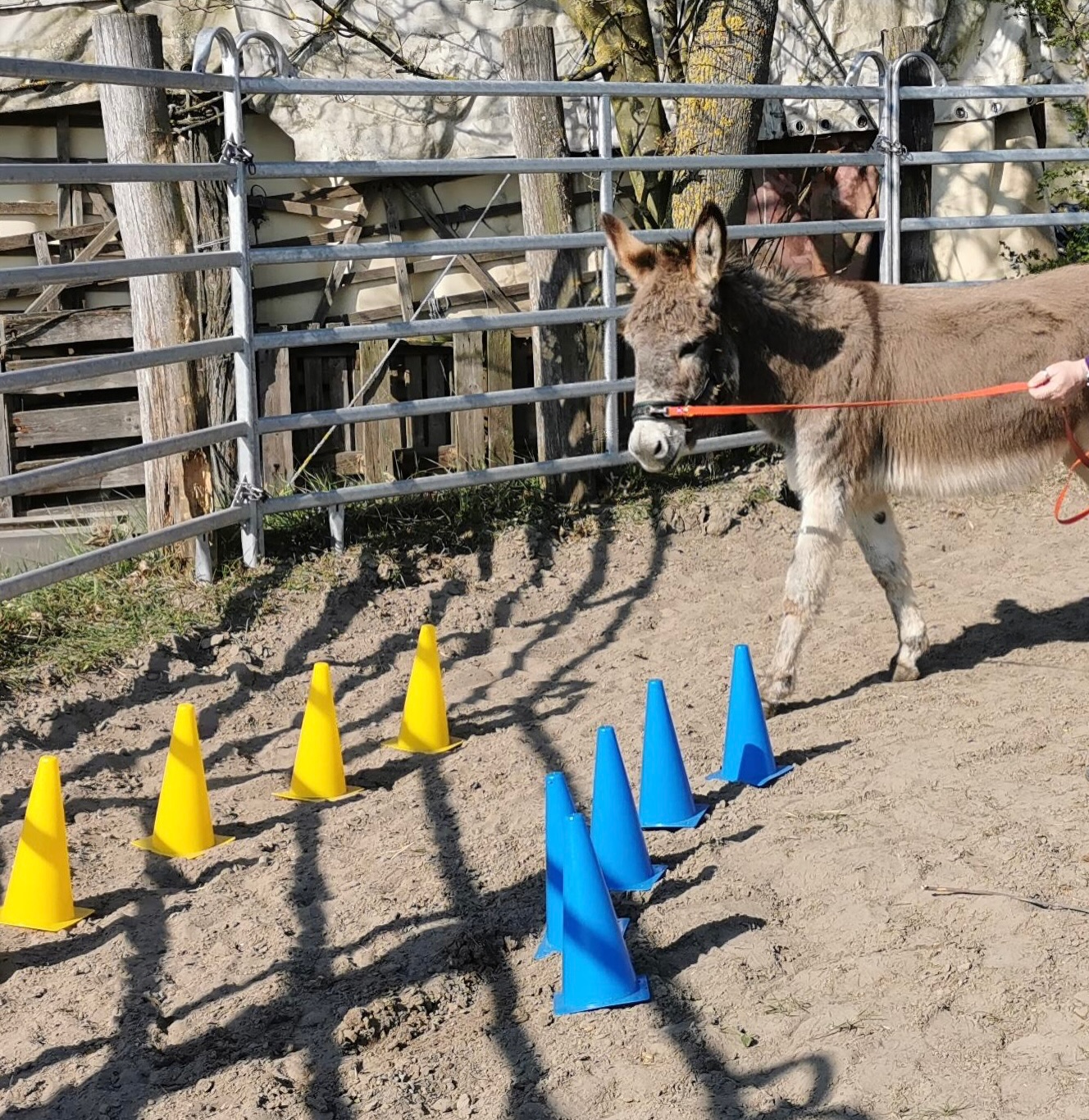 🥰
Der Stalldienst war heute schon zeitig da, sodass wir schon gut futtern konnten.
🫏 Mit leerem Magen trainiert es sich nicht gut. Das war heute top 👍
Dann gab’s für jeden von uns Eselchen eine Einheit Dualaktivierung (Das ist eine Trainingsmethode zur Förderung von Balance, Koordination und Konzentration nach Michael Geitner) im Round und hey, wir wurden sehr gelobt. Das klappt immer besser 😉
Im Anschluss darf sich, wer will, noch fein wälzen und noch ein bisschen toben.
🤗 Das tut gut nach soviel konzentrierter Arbeit 🫶🫏
Läuft bei uns ✌️ und ihr so?
Beste Grüße,
🫏 die Jungs
#frühling #esel #dualaktivierung #lamas #alpakas