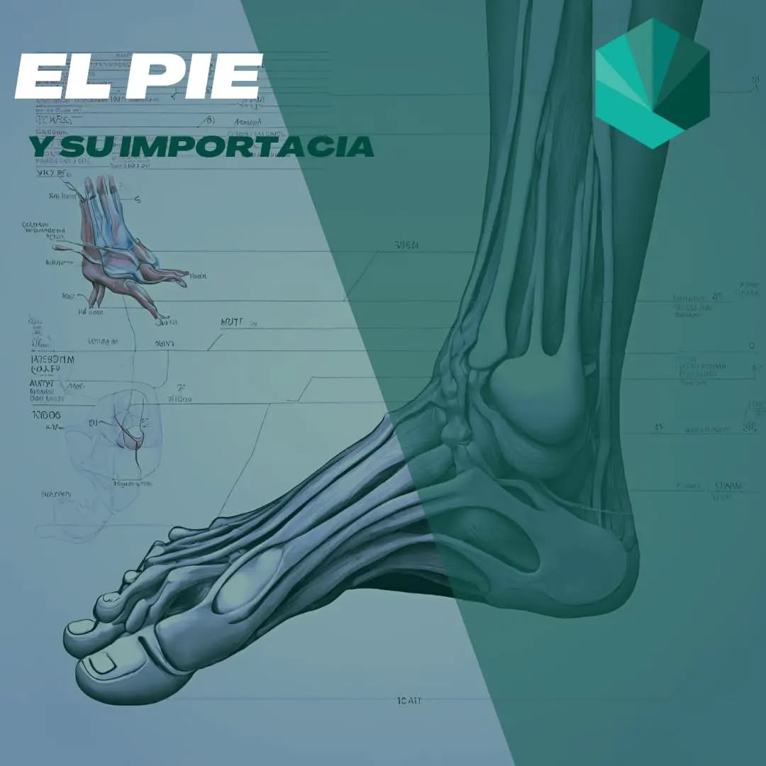 📢❗VAMOS A EMPEZAR EL AÑO CON BUEN PIE. Y en este post os explicamos de forma muy resumida la importancia que tiene el pié y como puede influir en el resto de estructuras.
🦶🏼 Todos sabemos que el pie es una región del cuerpo muy compleja formada por múltiples articulaciones, las cuales le va a permitir a este adaptarse al terreno y generar un apoyo efectivo, distribuyendo uniformemente las cargas.
🦵🏼 Los últimos estudios han demostrado que es importante cuidar el pie (con un calzado adecuado y trabajando la musculatura propia). Ya que si no cuida las articulaciones próximas como la rodilla, la cadera o las lumbares van a sufrir un aumento de estrés, llegando a desarrollar patologías degenerativas.
🧑🏼⚕️ Recordad que antes de usar plantillas o hacer cambios drásticos de calzado es importante acudir a un especialista para que realice un estudio de la pisada evitando así futuros problemas.
💚 Esperemos que tengáis un feliz inicio del 2024!