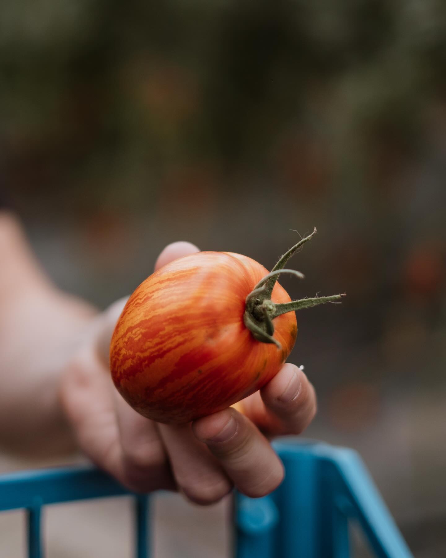 Samozber na rok 2024 ma novy system. Ak mate zaujem prist na samozber prosim zarezervujte si termin na stranke. Cela informacia aj dovod je napisana v popise rezervacie. Dakujeme za pochopenie a pevne verim, ze toto bude za tie roky najlepsi mozny system ako sa k nam dostat na samozber. Paradajok je uz dost a tesime sa na vas.
#samozber
#totojeparadajka
#paradajky
#rajciny
#zelenina
#melon