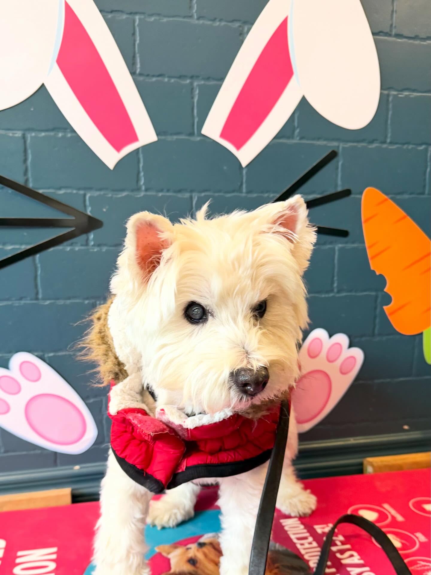 𝙉𝙖𝙩𝙞𝙤𝙣𝙖𝙡 𝙒𝙚𝙨𝙩𝙞𝙚 𝘿𝙖𝙮!
I am a bad mom, I missed posting our beloved Sprinkles Cupcake, who will be 16 next month, on National Westie Day.
Enjoy the “warm & fuzzies” Sprink gives as our favorite snuggly Easter Bunny!
