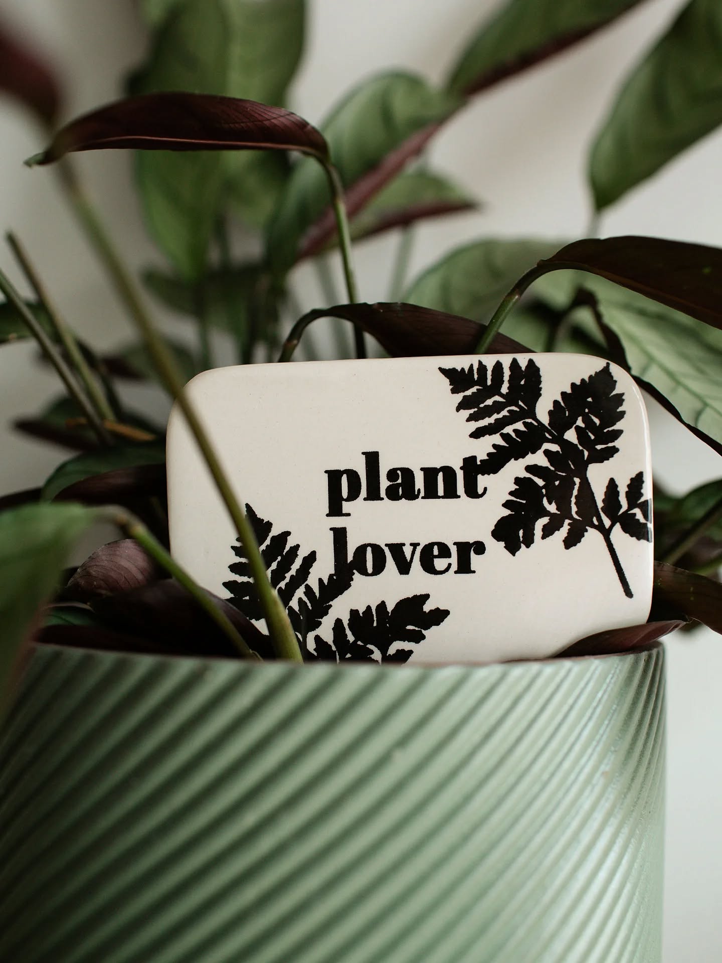 Les étiquettes sérigraphiées pour sublimer vos plantes ♡
.
.
.
#poussiereredesrues #serigraphie #screenprinting #plante