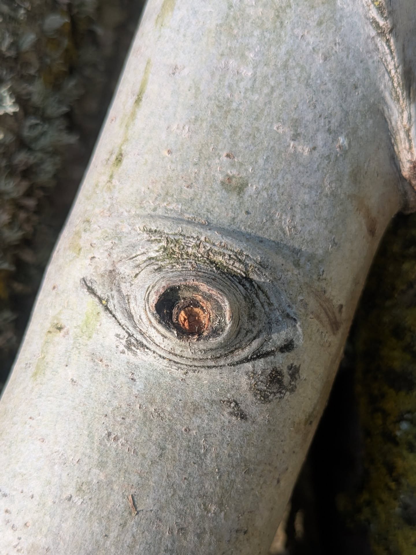 VADROUILLE
- Normandie -
J'ai profité d'un petit week-end en Normandie pour voler à mon papa quelques petits troncs destinés au bois de chauffage, en grande majorité du TREMBLE !
Hâte de tester en empreinte ces reliefs !
#ecorce #tremble #normandie #empreinte