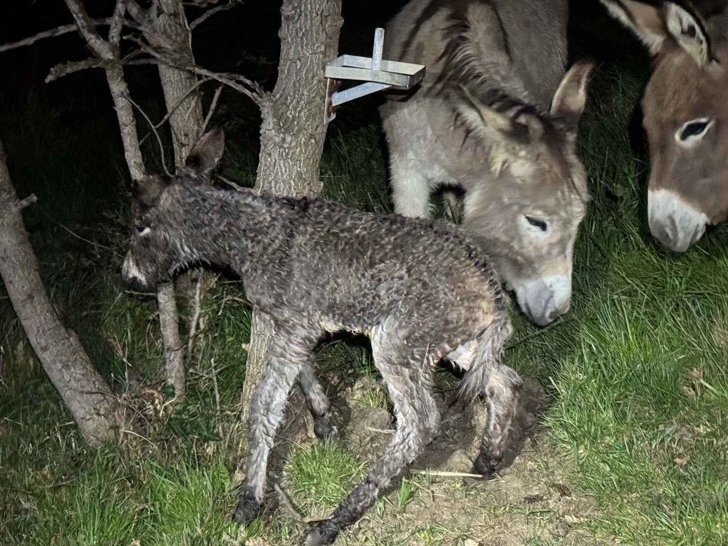 5 Minutes after birth, she is standing and drinking with mamma. #donkey