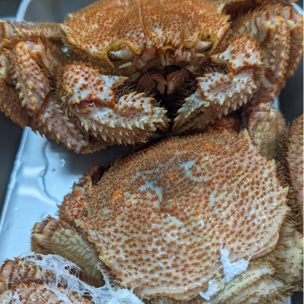 3月28日(土)空席情報…昼営業 3席!夜営業 17時~20時まで貸切。20時~2席!お問い合わせご予約は各SNSのDMにてお願い致します!
本日は毛蟹!細魚!いい感じです!是非!
昼営業:握り手 中山、夜営業:握り手 早川でご予約ご来店お待ちしております。
▽直近の予定です
3月
3月27日(土)中山12~15
3月28日(土)早川 17~19貸切 20~予約可
3月29日(日)ランチ臨時休業
3月29日(日)中山17~22
3月30日(月)早川17~22
3月31日(火)池上17~22
4月
4月1日(水)平井17~22
4月2日(木)早川17~22
4月3日(金)中山17~22
4月4日(土)高木12~15
4月4日(土)中山17~22
4月5日(日)前田12~15
4月5日(日)中山 17~19予約可 20時~貸切
4月6日(月)平井17~22
4月7日(火)平井17~22
4月8日(水)池上17~22
4月9日(木)中山17~22
4月10日(金)中山17~22
4月11日(土)中山12~15
4月11日(土)中山 17~19予約可 20時~貸切
4月12日(日)前田12~15
4月12日(日)中山17~22
4月13日(月)中山17~22
4月14日(火)平井17~22
4月15日(水)平井17~22
4月16日(木)中山17~22
4月17日(金)中山17~22
4月18日(土)高木12~15
4月18日(土)中山 17~19残3席・20~22満席 終日イベント営業
4月19日(日)前田12~15
4月19日(日)中山17~22
4月20日(月)平井17~22
4月21日(火)平井17~22
4月22日(水)平井17~22
4月23日(木)早川17~22
4月24日(金)中山17~22
4月25日(土)池上12~15
4月25日(土)早川 17~19貸切 20~予約可
4月26日(日)前田12~15
4月26日(日)中山17~22
4月27日(月)中山17~22
4月28日(火)平井17~22
4月29日(水)前田12~15
4月29日(水)平井17~22
4月30日(木)早川17~22
6月21日(日)早川 17~19予約可 20時~貸切
10月17日(土)早川 17~19貸切 20~予約可
◆ご予約について
・各種SNSよりご予約ください。※電話は繋がりにくいです。
・開店時間は17~22時です。基本2時間制となります。
・空席がある場合は即時入店可能です。
・土日祝昼営業は12時~15時(L.O14時30分)
・テイクアウト承ります。内容は店内のものからお選びください。事前予約頂けますと確実にご用意できます。
・貸切は10~15名で承ります。1人13000円、握り20貫+飲み放題コースです。昼営業でもご相談ください。
営業時間|17時~22時(L.O 21時30分)
#笹塚 #立ち食い鮨 #鮨川 #鮨 #寿司