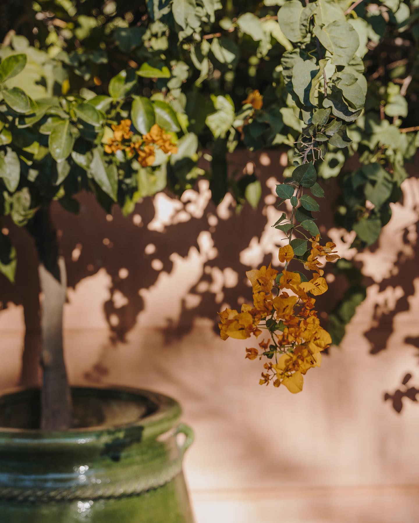 Winter days by our pool... ☀️We're so grateful to live in a city that's full of sunshine all year round. ✨ #sunshine #plants #colors #details #hotelsoftheworld #luxuryhotels #exterior #marrakesh #morocco
