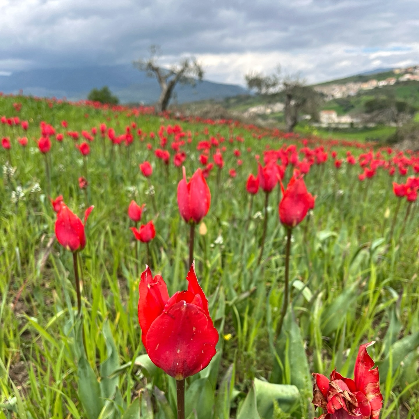 Mit Hollands Tulpenfeldern kann man sie nicht vergleichen, aber die roten Tulpen von Blufi im Herzen der Madonie-Berge sind eine hübsche Augenweide. Die Felder liegen direkt am Santuario Madonna dell’Olio auf 660 m Höhe. Die wilden Tulpen sind eine geschützte Art mit Zwiebeln in 50 cm Tiefe und blühen von März bis Ende Mai. In dieser Zeit färben sie die Landschaft leuchtend rot.