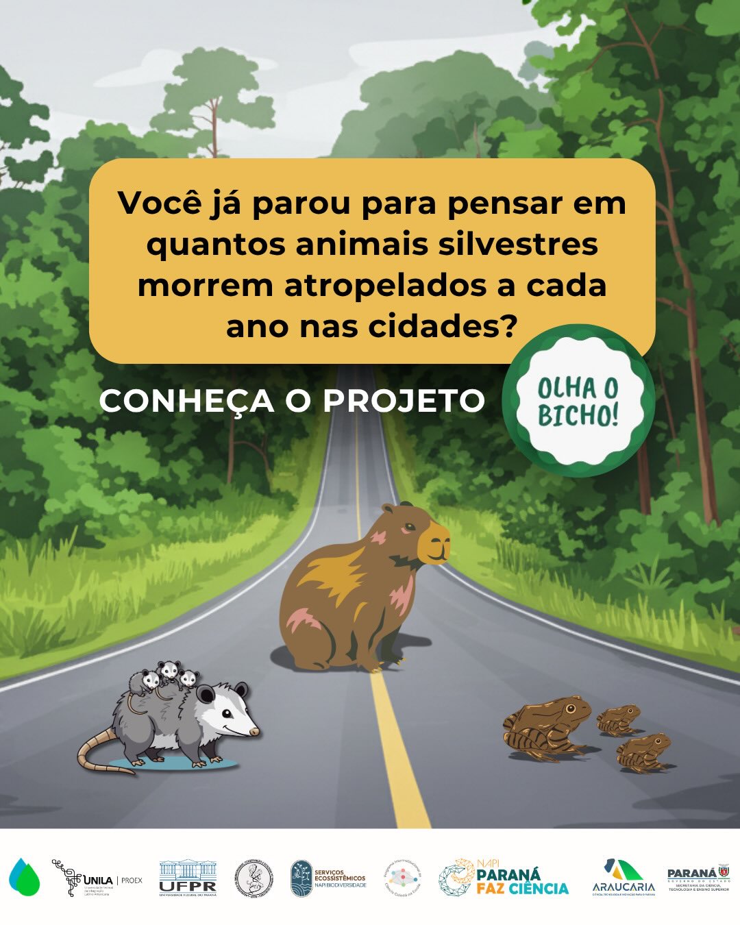 Você já parou para pensar quantos animais silvestres morrem atropelados nas cidades? 🚗🐾
O Olha o Bicho! é um projeto de extensão da Universidade Federal do Paraná (UFPR), em parceria com a Universidade Federal da Integração Latino-Americana (UNILA), que monitora fauna atropelada no entorno de unidades de conservação urbanas de Curitiba.
📊 Em apenas dois anos de monitoramento na região do Parque Tingui, foram registrados 235 animais silvestres mortos por atropelamento.
📱 A população de Curitiba também pode participar enviando observações pelo número de WhatsApp 41 8883-1876 e pelo aplicativo do PICCE, utilizando o protocolo de ciência cidadã desenvolvido em parceria com o Programa Interinstitucional de Ciência Cidadã na Escola (PICCE).
Em breve será lançado o Guia de Campo Olha o Bicho! Mapeamento Participativo de Fauna Atropelada, disponível gratuitamente no site do PICCE, com orientações para uso do aplicativo.
💚 Siga o @olhaobicho.ufpr e acompanhe conteúdos sobre ecologia de estradas e conservação da fauna silvestre.
#faunasilvestre #ecologiadeestradas #biodiversidade #meioambiente #cienciacidada