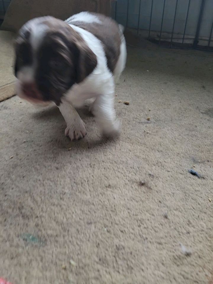 Lunch time is busy time!
#dog #puppy #spaniel #cute