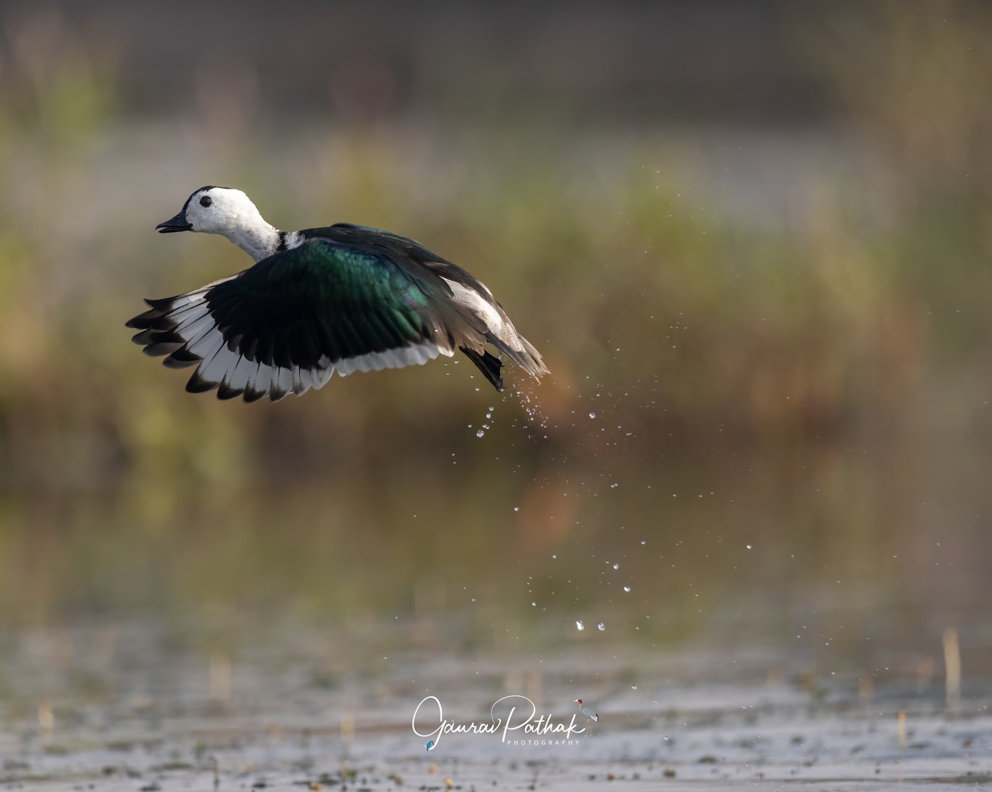 Cotton Pygmy Goose (Nettapus coromandelianus) – One moment it was resting on the water, the next it burst into motion—skimming the surface before lifting cleanly into the air. Small but swift, this compact waterfowl relies on speed and quick takeoffs to stay ahead. That flash of white and dark against the wetland makes for a fleeting, precise moment—gone almost as soon as it begins.
.
Location - Purbasthali
Shot on Canon R5
Canon RF600mm F4 L IS USM
ISO 800
f/5.6
1/3200s
.
#TakeoffMoment #WetlandWings #PygmyGoose #inflight #canonasia