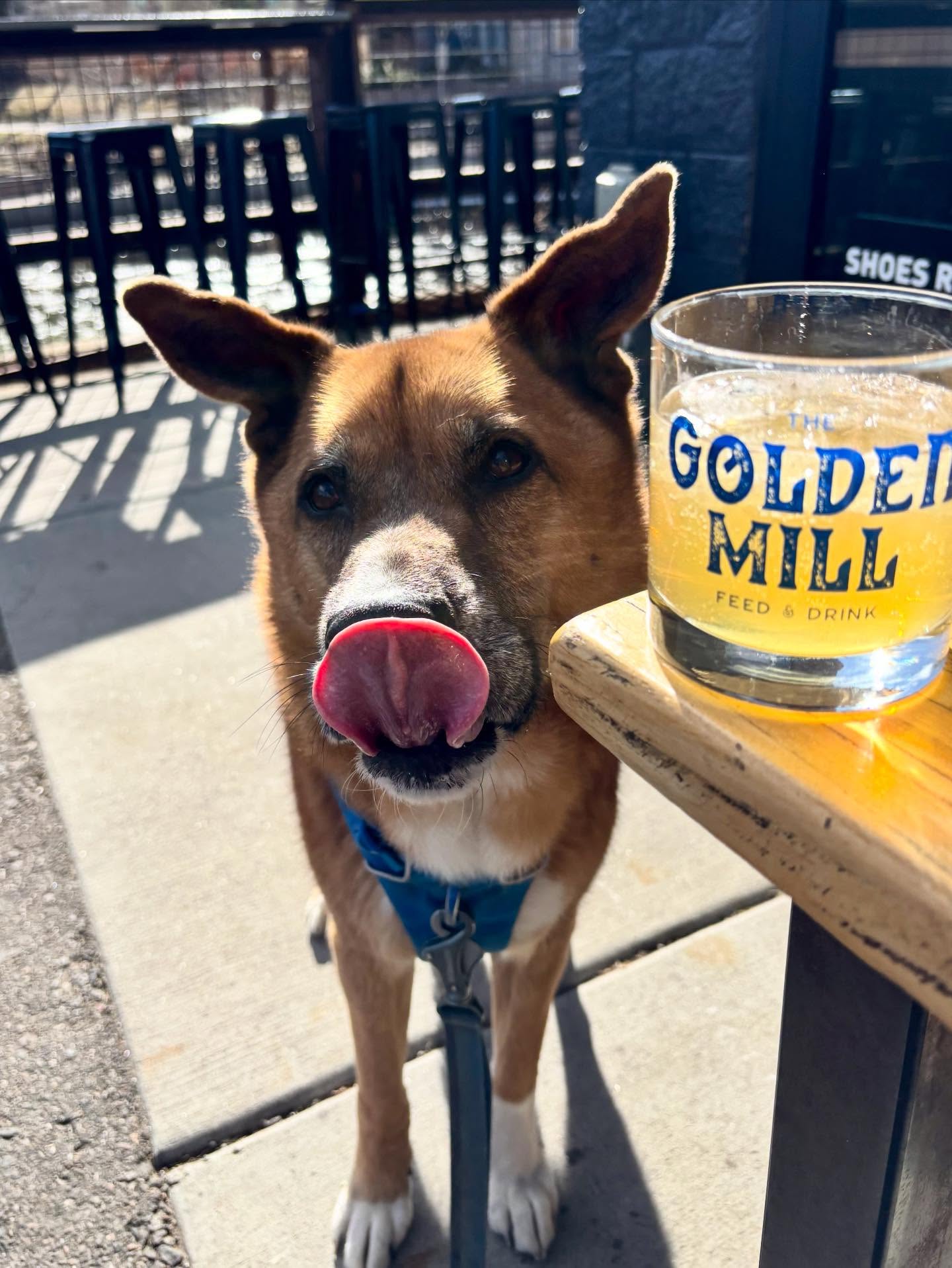 We asked our four-legged regulars what they wanted for National Puppy Day. The answer? More patio hangs at The Golden Mill. We couldn’t agree more!🐾☀️
P.S. It’s almost time to crown another Dog of the Month! Submit your pup for a chance to be featured in April:
1️⃣ Take a photo of your pup *at* The Golden Mill. (While we love all pet photos, we’re only considering good boys and girls on location for this contest!)
2️⃣ Upload to bit.ly/goldenmilldogs with a sentence or two about what makes them special.
3️⃣ Stay tuned on social for the winner announcement during the first week of each month.
