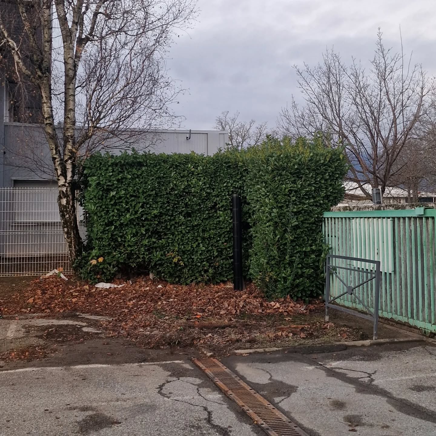 Voici un Avant/Après de la rémise en état de la partie extérieure d'un dépôt 🚧.
Le programme de la journée :
✅️Taillage de haie
✅️Débroussaillage
✅️Rabattage de la haie à la même hauteur que la clôture
✅️Abattage d'un arbre mort
✅️Nettoyage du parking avec ramassage des feuilles ✨️🍁
Merci à mon équipe pour la réalisation et à mes clients pour leur confiance !
