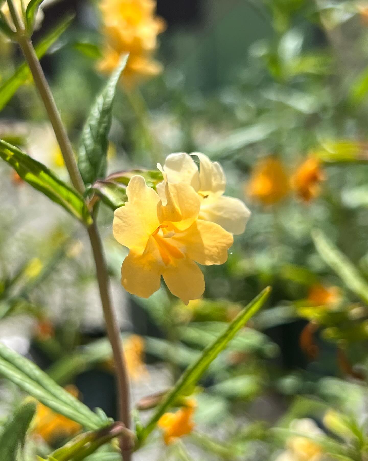 New month, who dis? 🌱 June is for Diplacus! You can find these merry Monkey Flowers growing from the coast to the mountains in a variety of different habitats and conditions, making it an excellent choice for the garden (yes, some of them even love shade! *swoon*). You will commonly find D. aurantiacus (yellow/orange flower) or D. puniceus (red flower) around the San Diego area hanging out of super dry rock walls 🌼🤘 Plant these little stunners in your garden and watch the bees, birds, and hummingbirds find their way to you!! Available now at our retail partners and through special order on our app and website. We 🩷♥️💛🧡 Monkey Flower!