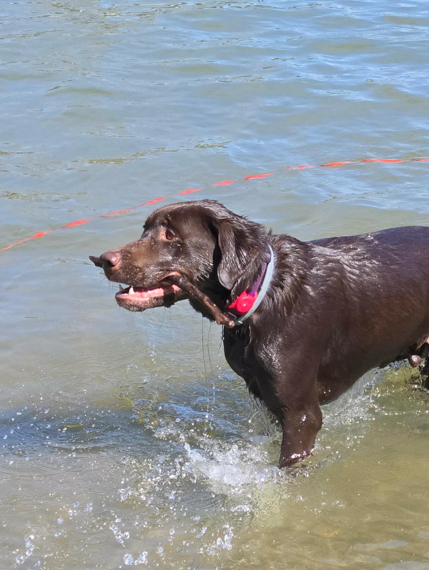 Splash and Bay having a blast getting to know the waterways they protect!
#detectiondog #dogsofinstagram #conservationdogs #dogtraining #workingdogs