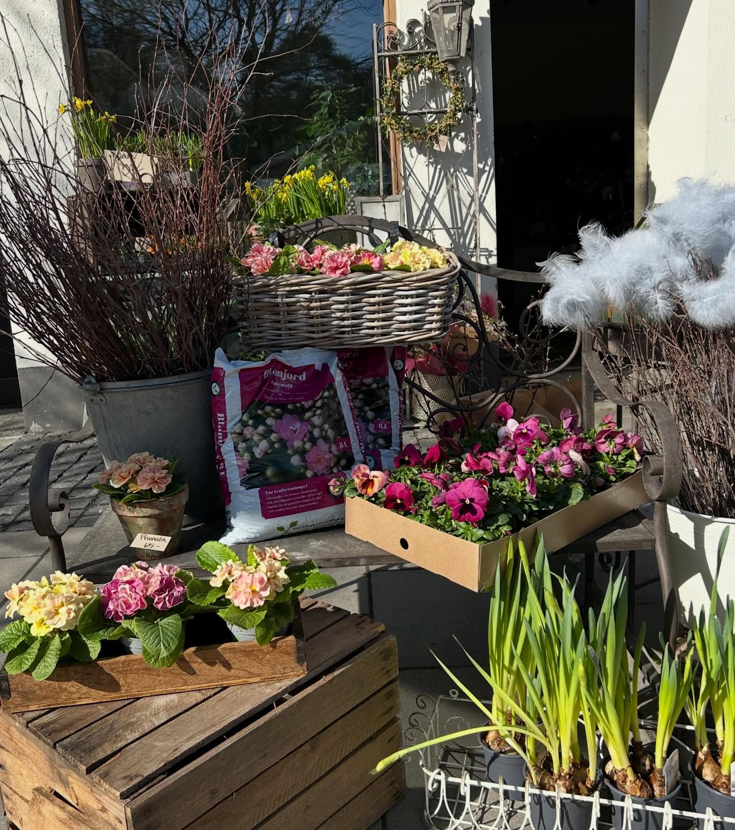 Fredag och butiken är redo för helg!! ☀️🌻
Vi har öppet som vanligt i helgen:
11-18 idag fredag, 10-16 lördag och 11-15 söndag.
Nästa vecka ser öppettiderna lite annorlunda ut då vi har fått ett stort uppdrag - butiken kommer därför vara stängd på torsdag 26/3. Men öppet som vanligt till helgen 🌸 Varmt välkommen 🌸