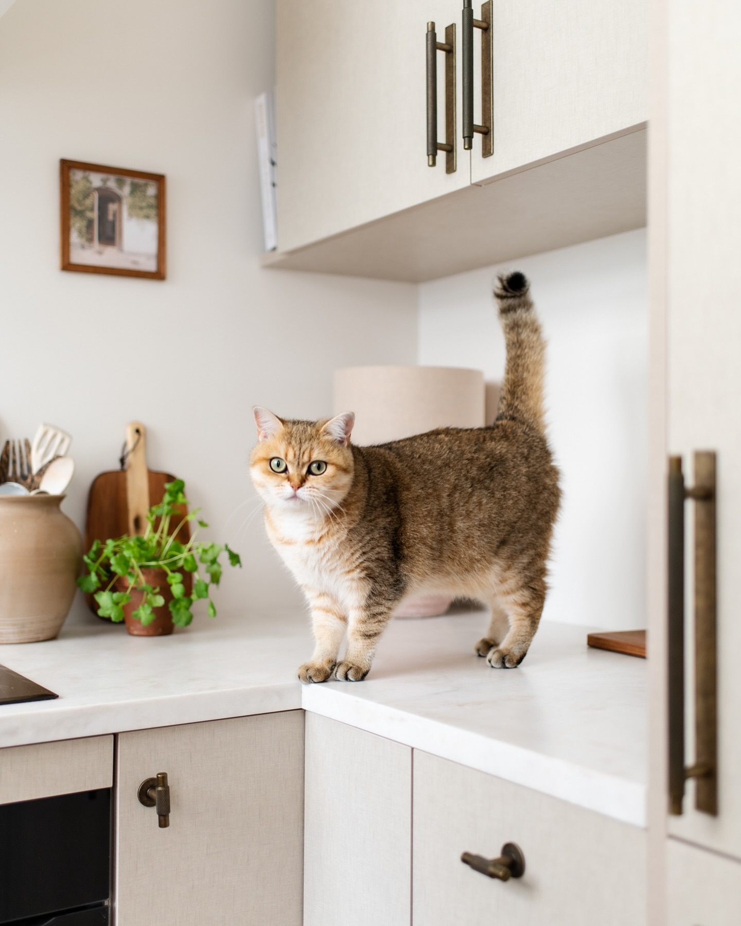 Ja bij Dierendag hoort een leuke dierenfoto! En aangezien Umi veel meer prime time krijgt op de feed, wordt nu Frey in het zonnetje gezet☺️
Een heerlijk beestje die onwijs lief is, maar absoluut de baas is! Zij bepaalt het tempo en Umi volgt braaf, want hij heeft geen keus😆
Nieuwsgierig hoe Frey eruit zag als baby? Laatste fotootje. Zooo schattig, niet normaal. En zo klein! 🥹
Fijne dierendag! 🐈
Foto 1 @studiokeeelly
#dierendag ♥️