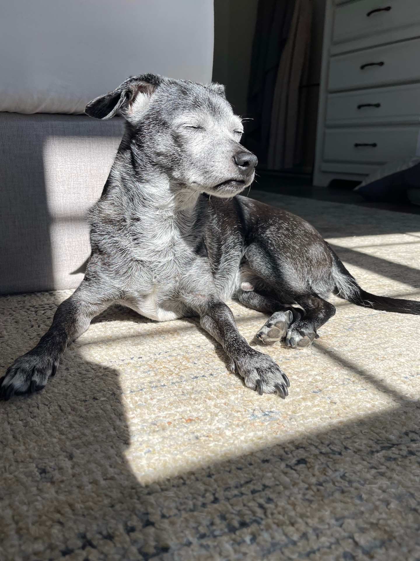Sun puddle napping ☀️