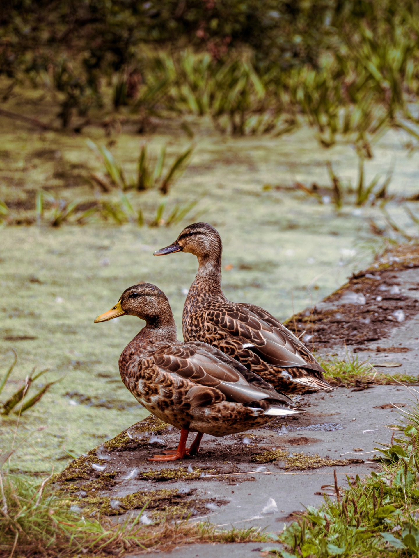Made the cutest friends over the bank holiday weekend ๐ฅน๐ซถ
Honestly must have taken about 100 photos of ducks along the canal, worth it though
Taken using Olympus OMD EM-10 Mark II with Olympus Zuiko 40-150mm lens
#naturephotography #wildlifephotography #olympusphotographers #manchesterphotography #landscapephotography