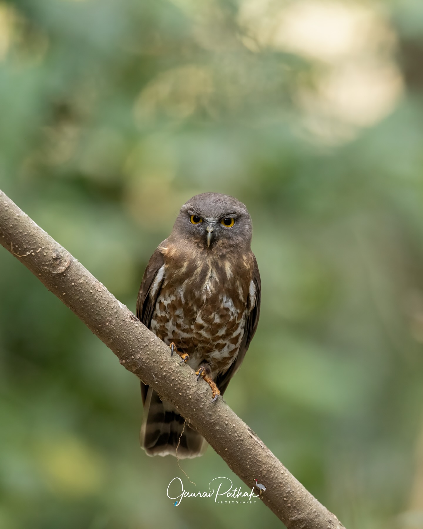 Brown Boobook (Ninox scutulata) – Small, alert, and all eyes, this little owl carries a quiet intensity that’s hard to shake off. Often heard before it’s seen, its repetitive calls echo through the night, giving away its presence long before your eyes adjust. Perched still and watchful, it blends into the darkness with ease until those bright yellow eyes catch the light and give it away. A night hunter that prefers subtlety over spectacle. Seen here during the day, a rare sight.
.
Location - Purbasthali
Shot on Canon R5
Canon RF600mm F4 L IS USM
ISO 1000
f/4
1/4000s
.
#BoobookNights #EyesInTheDark #NocturnalWatch #quietpredator #canonasia