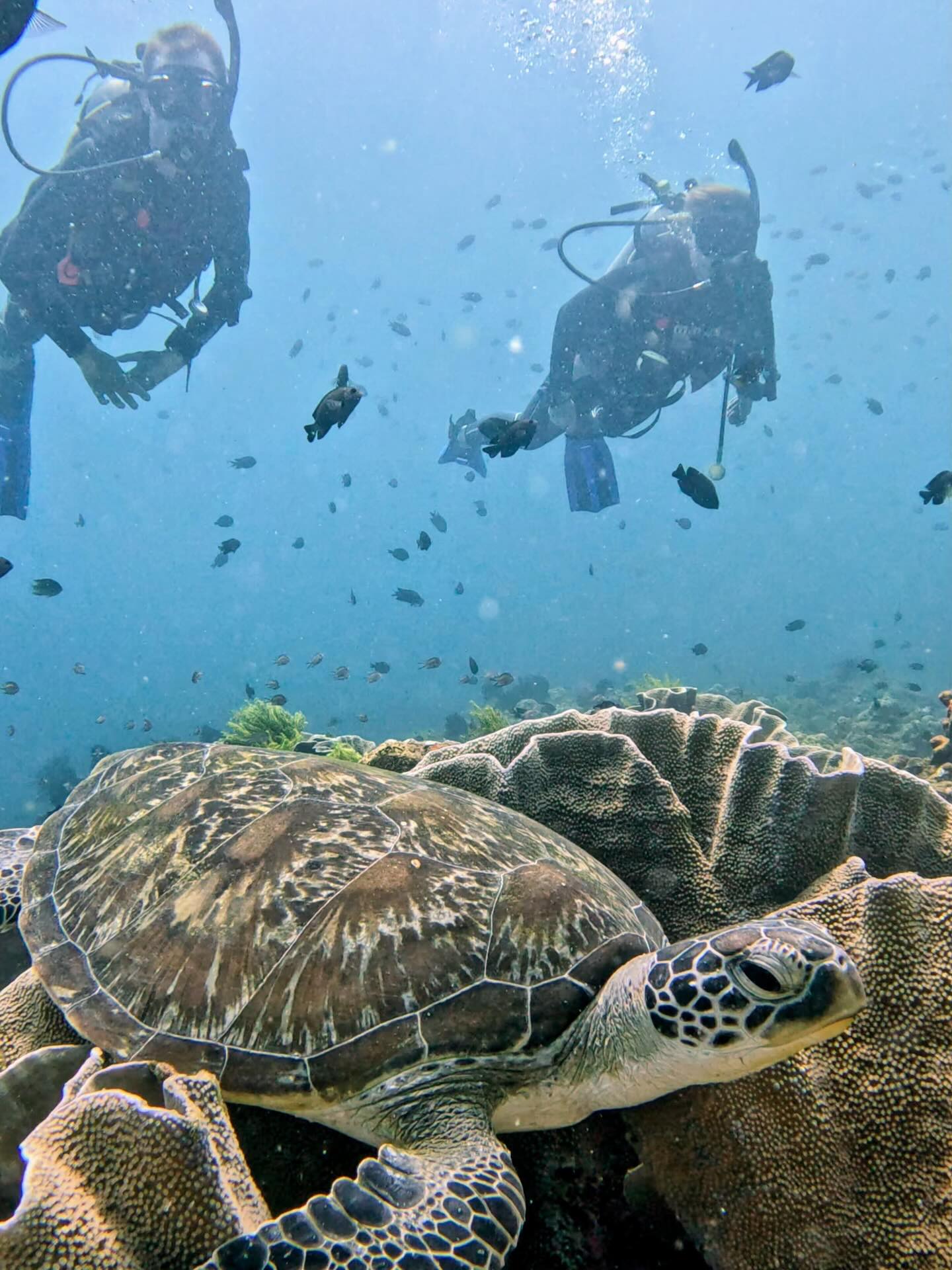 Wow - during your PADI Open Water Course you not only learn all skills a diver needs: you explore the best diving sites in El Nido and take home unforgettable memories.
#tabankadivers #elnidopalawan #padicourses #southminiloc