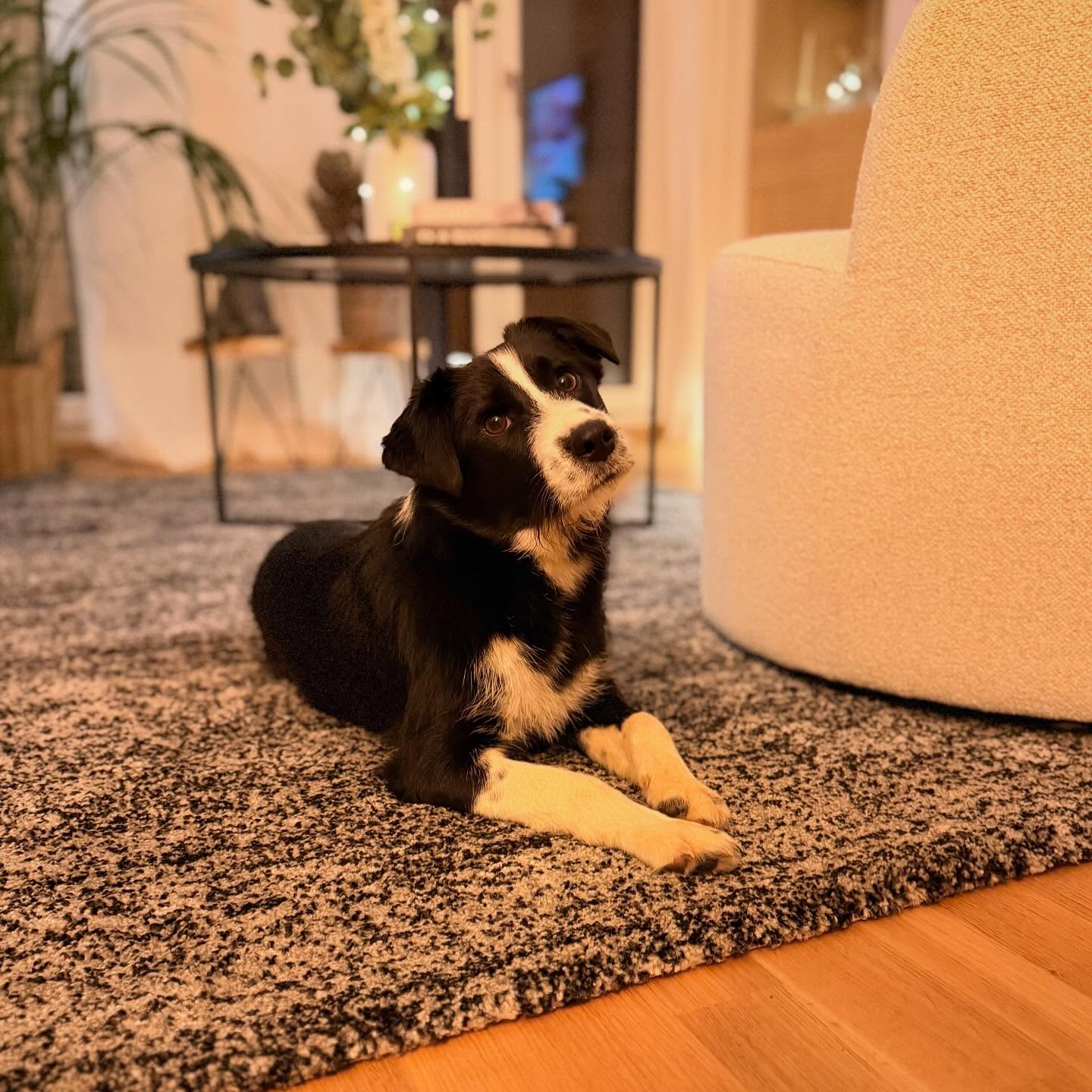 Wie läufts mit Happy? 🥰🤍🐶
•
Die kleine Maus ist schon voll angekommen und ich bin richtig glücklich mit ihr! Auf Kursen chillt sie entspannt den ganzen Tag mit den Teilnehmern (Foto 2) und ist wirklich freundlich zu jedem Menschen und jedem Hund. 🫶🏼 Sie ist immer gut gelaunt, kann wunderbar allein bleiben, Auto fahren, mit Deli im Kofferraum warten, ich kann sie überall hin mitnehmen und sie ist einfach eine süße Maus… ob privat, beim Tierarzt oder sonst wo! 🍀
•
Ein paar Eigenheiten zeichnen sie aber natürlich auch aus, die nicht so toll sind 🤣… sie zerlegt jedes Papier, was sie finden kann und zerrupft es in tausend Teile. Der Jagdtrieb ist so ausgeprägt, dass sie wirklich immer an der Leine läuft und sie frisst natürlich draußen alles was sie finden kann.
•
Ich habe aber noch nie so einen unkomplizierten Hund kennengelernt! Sie hat wenig Ängste, ist total souverän und das schönste Geschenk ist ihre Wirkung auf Deli. Sie sind mittlerweile ein Herz und eine Seele. 🤍🐶🥹
•
So schön, dass ihr es unter anderem möglich gemacht habt, dass sie hier sein kann! ❤️