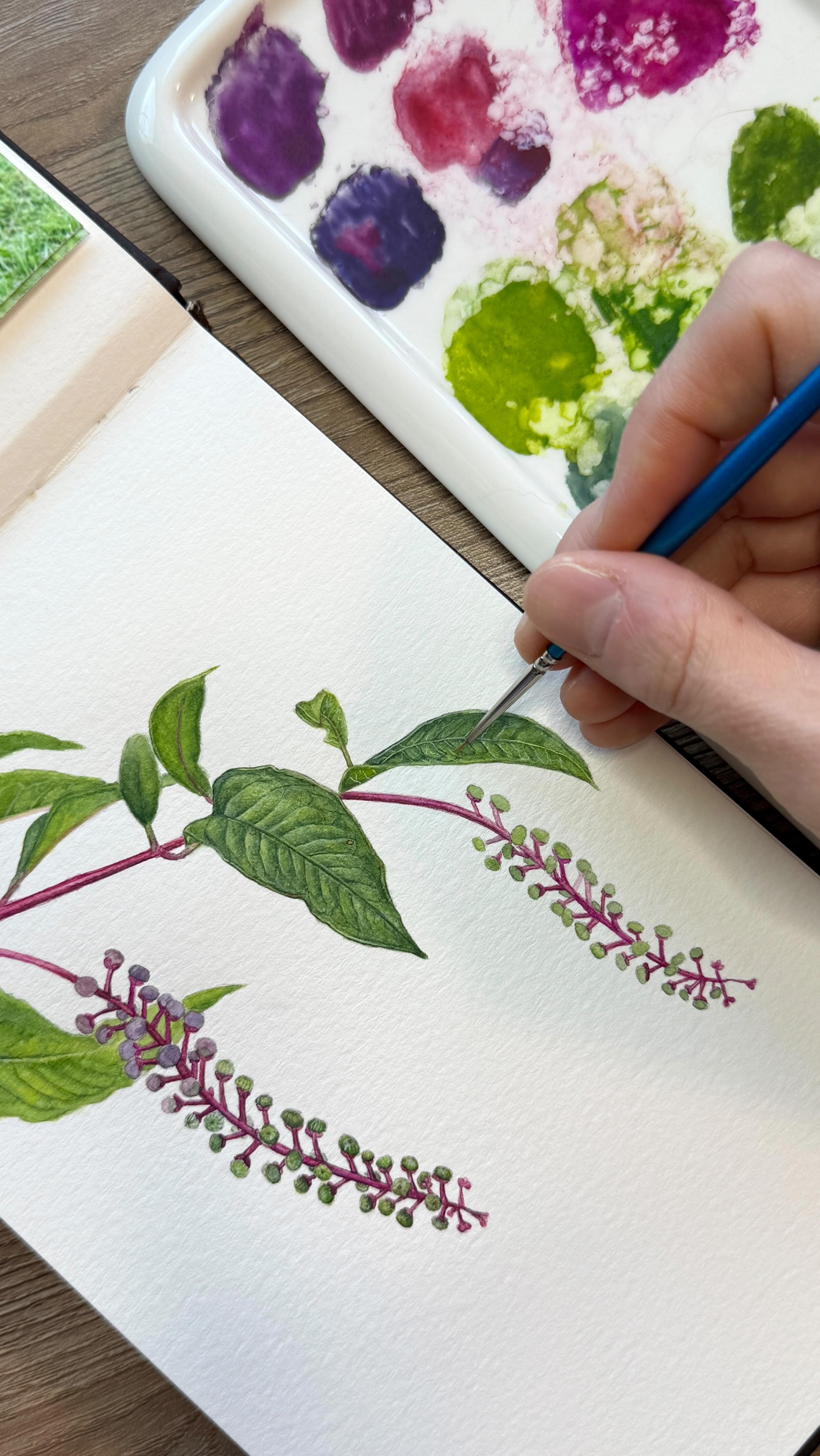 Work in progress…
I decided it was time to paint one of my most beloved native plants, American pokeweed (phytolacca americana). This beautiful perennial plant is also known as Pokeberry, inkberry, pigeonberry, and poke sallet. I originally learned about it years ago from Nancy Lawson’s book, “The Humane Gardener”. After discovering it on my acreage, I started to pay attention to all of the wildlife who flocked to this herbaceous plant. Not only does it support many migrating birds with its juicy purple berries, but it also serves as the host plant for the giant leopard moth. The greenish-white flowers are also a pollinator favorite!
There is so much more to say about this complex plant, which I’ll save for when I finish the painting ❤️.
Stay tuned…
#pokeweed #nativeplants #watercolor #plantnatives