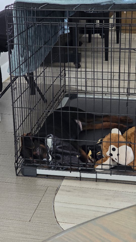 Mr Epic (new name TBD) looks like he's going to settle into his new home flawlessly. First thing he did was get a mouthful of that giant monkey n drag it around.
Epic was my temperament testers favorite boy, super sweet, outgoing, fearless, with excellent food and toy drive. Super excited to see how this co-owned boy turns out!
-
Laizhou hong chinese red dog
-
Nothing for sale, DM to inquire about the breed!
-
dutch shepherd sighthound #rarebreed #protectiondog #chinesereddog beauceron schutzhund protection dog psa german shepherd guard dog trainer preservation chinese red dog #dobie