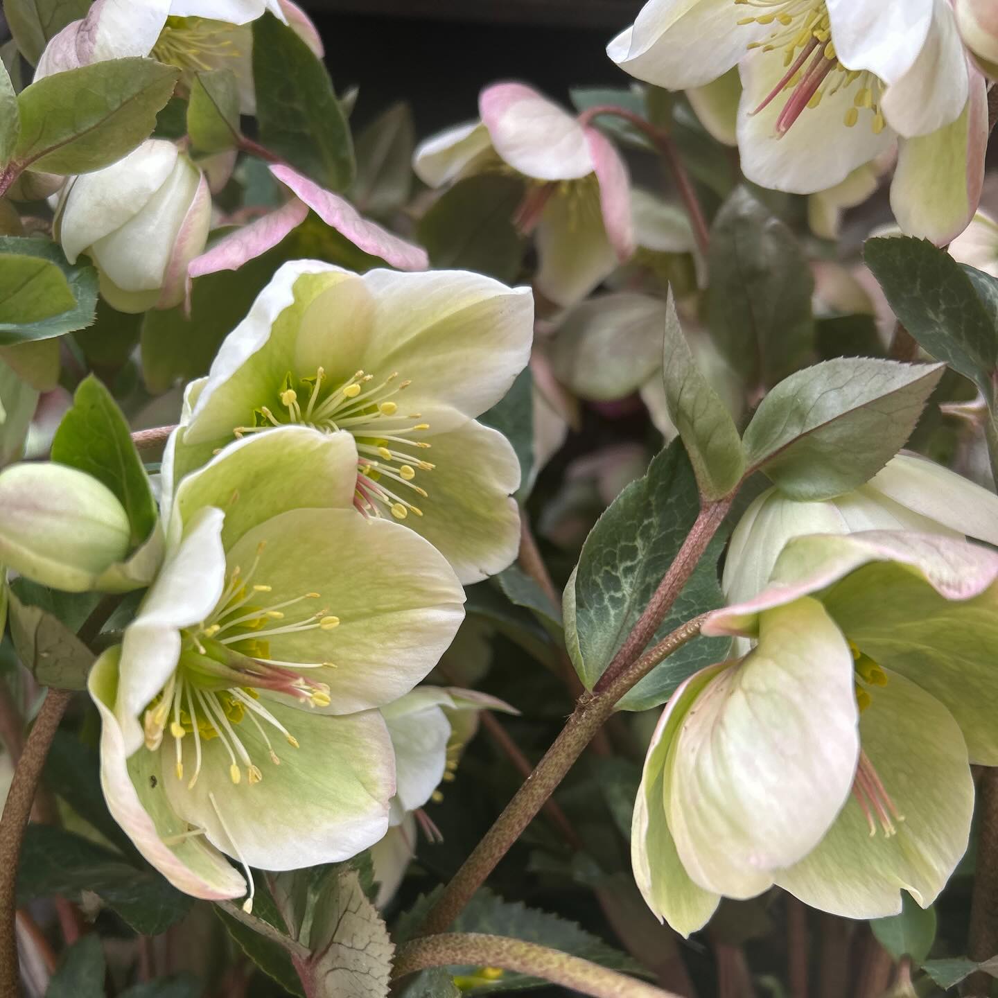 Happy first day of spring! Hellebores symbolize peace and new beginnings-blooming right on time!