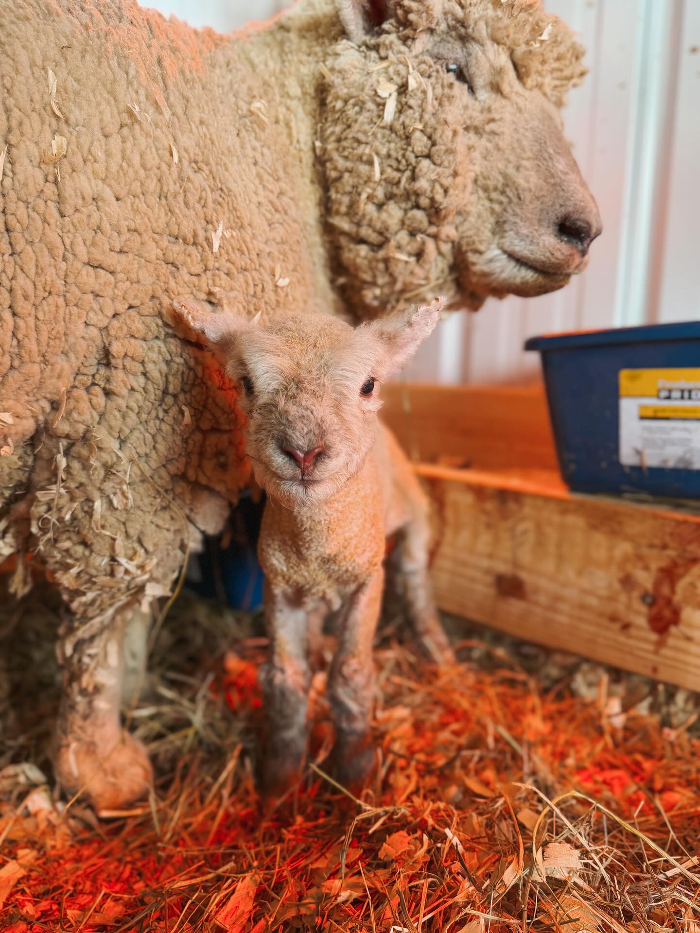 Our first lambing season has been off to a good start. This has been one of the hardest most rewarding experiences of our lives. What a picture of God’s love for us through caring for these sheep. 🤎🐑
“You are my sheep, the sheep of my pasture, and I am your God, declares the Sovereign Lord.” Ezekiel 34:31
#sheep #lambingseason #farm #homestead