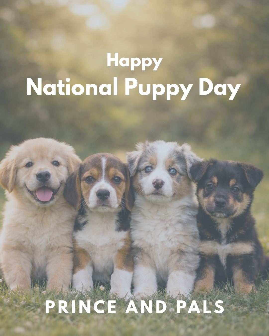 Happy National Puppy Day🐶
Puppies grow. Commitment stays.
#puppies #princeandpals #dontabandon #dogs #rescue #adopt