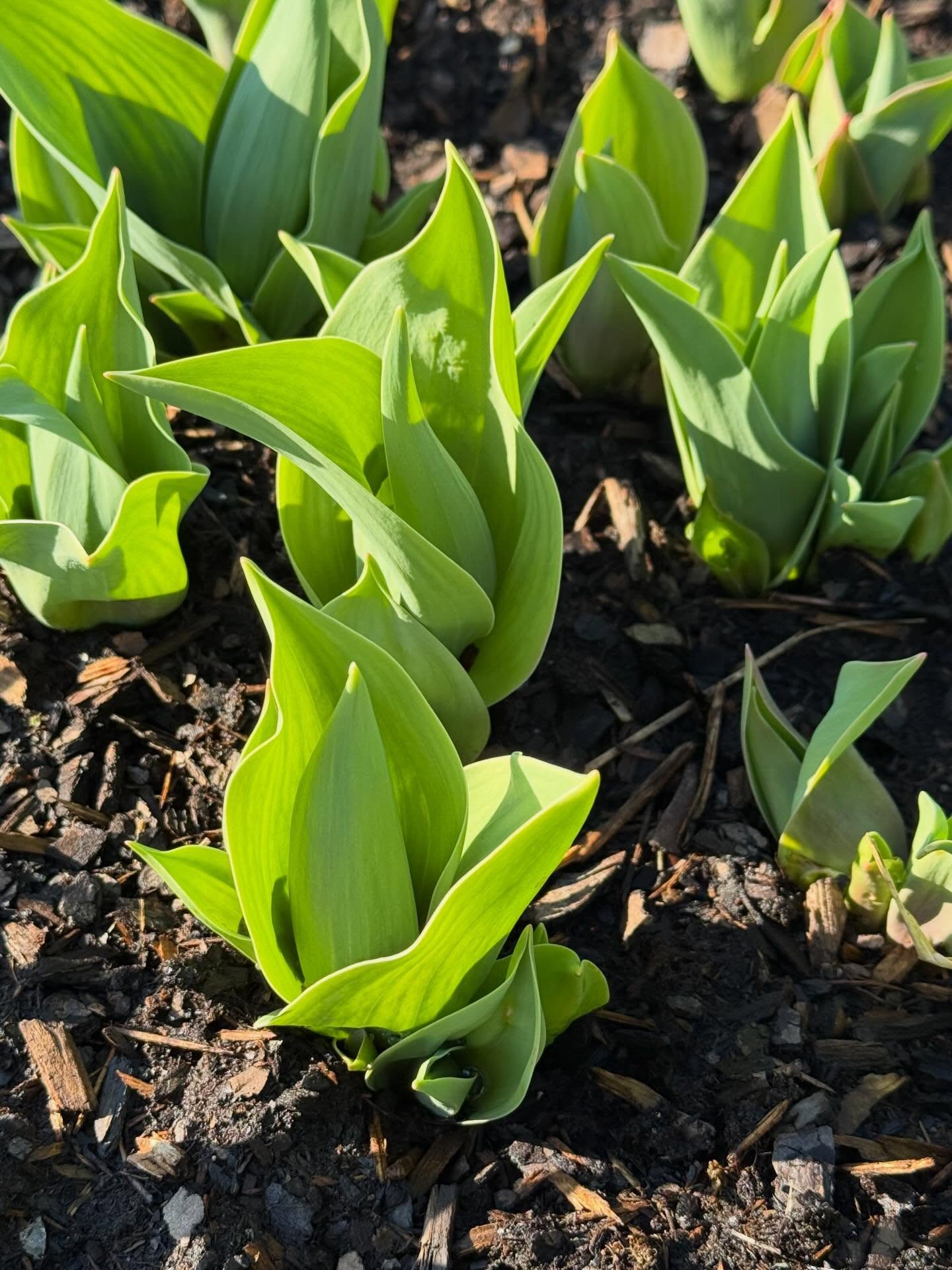 Spring is officially here and so many flowers are beginning to growđ Soon the farm will be bursting with colorđ
1ď¸âŁ Tulips
2ď¸âŁ Yarrow
3ď¸âŁ Ranunculus
4ď¸âŁ Flowering Mustard Greens
#springflowers #tulipseason #flowerfarmers
