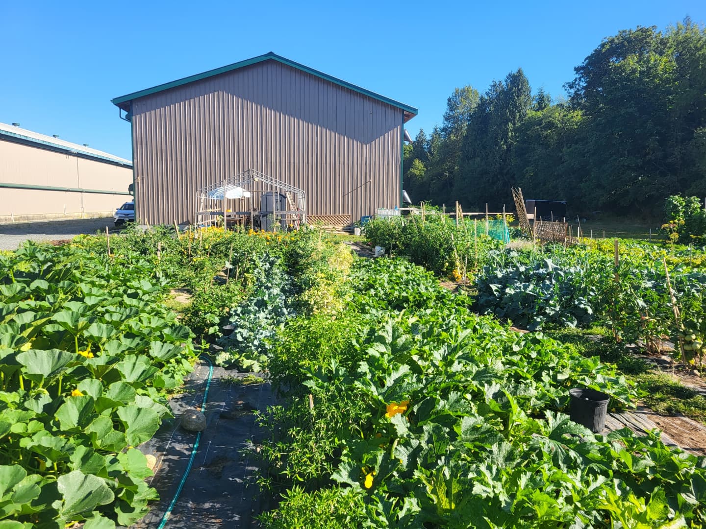 The farm is flourishing! It's been an incredible growing season and so much more to go!
Support our youth in their employment project by buying yourself a bag of fresh organic vegetables, grown from seed, for $10 a bag.