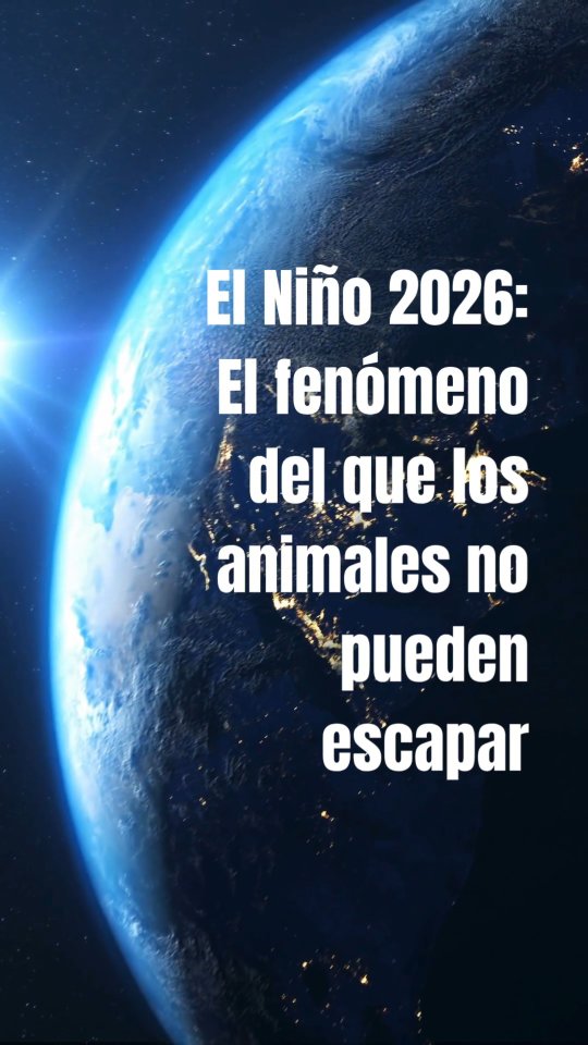 El Niño podría regresar en 2026, trayendo sequías, inundaciones y temperaturas récord que pondrán en riesgo a millones de animales en Latinoamérica. Desde el jaguar en la Amazonía hasta los perros y gatos en nuestras ciudades, ellos no tienen escapatoria.
📢 Comparte este reel y alza tu voz. Los animales no pueden esperar.
#InclusiónAnimal #ElNiño2026 #ProtejamosATodos #inclusionanimalendesastres