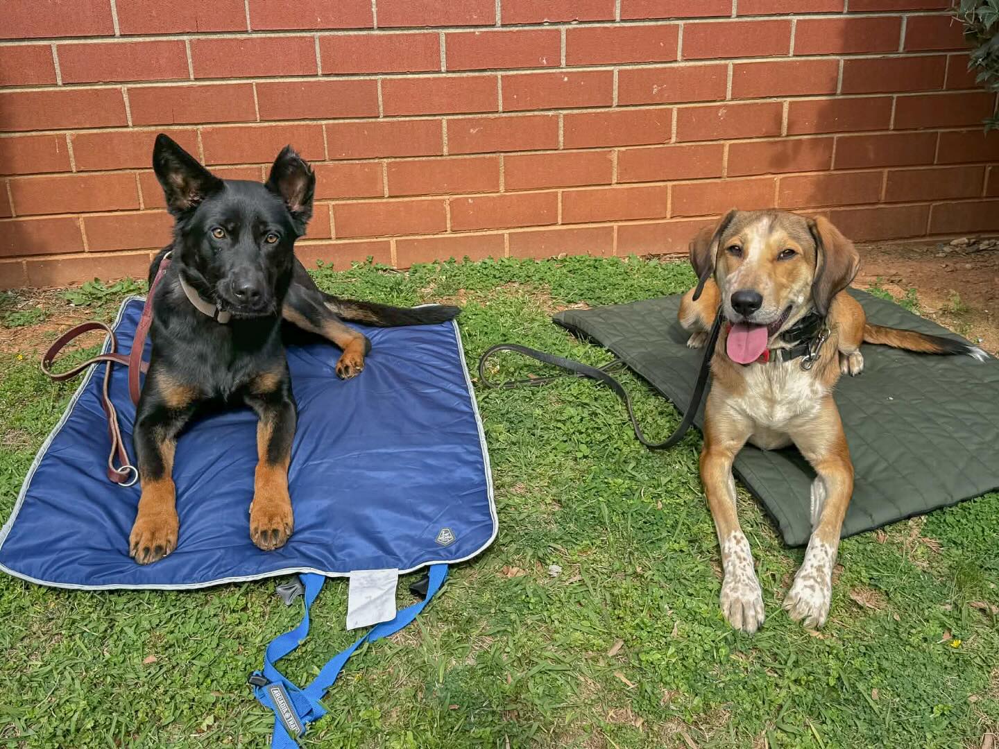 The beginning of a good friendship with Koda, Basilone, and Winter
@elevationk9training
#friendships #dogtraining #dogtrainer #dogfriends #place