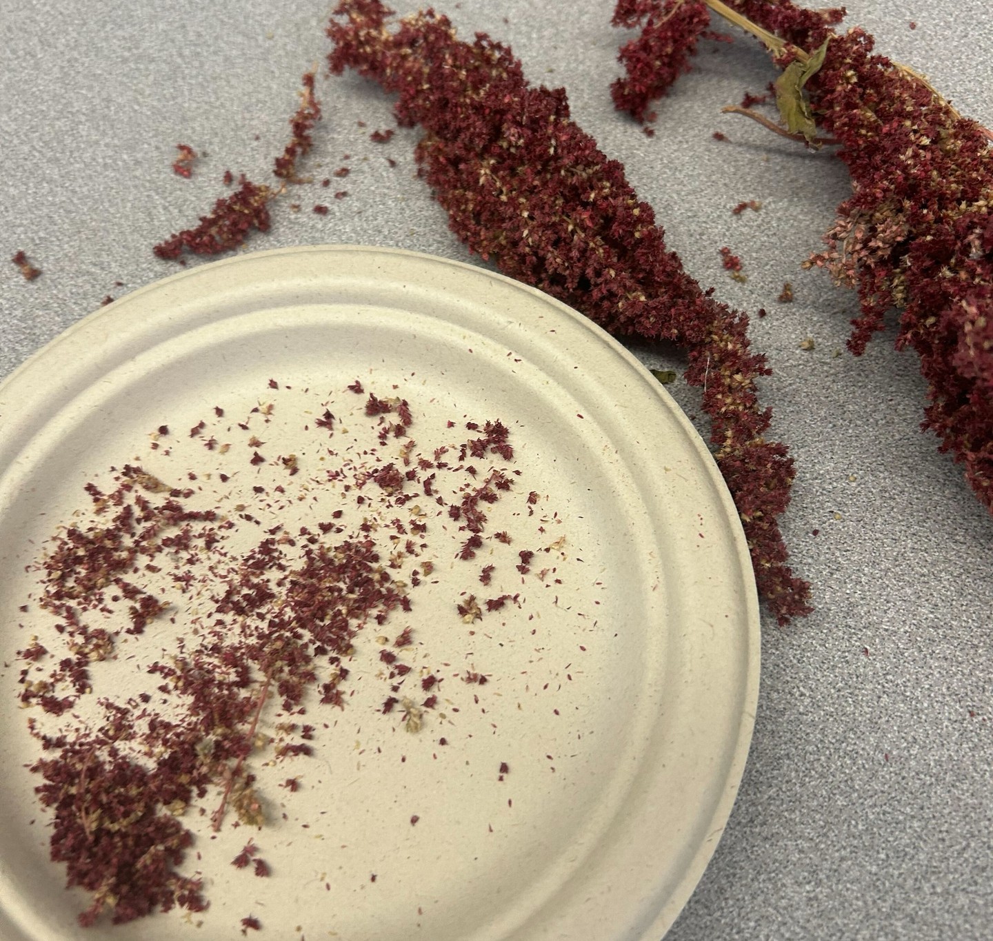 Last week, @manual.thunderbolts tried their hand at seed saving and seeding with amaranth. And for fun, they tried popping them! They didn't know what to expect, but it was a great learning experience.
#colorado #nonprofit #education #farmtotable