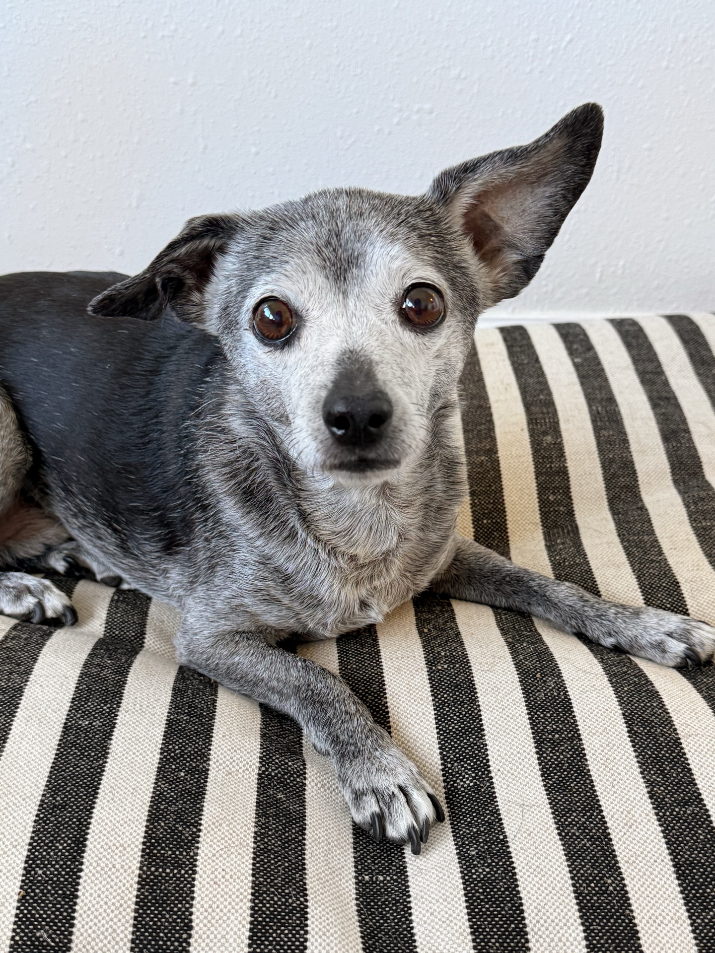 The face that’s going to talk you out of cutting the treat in half.