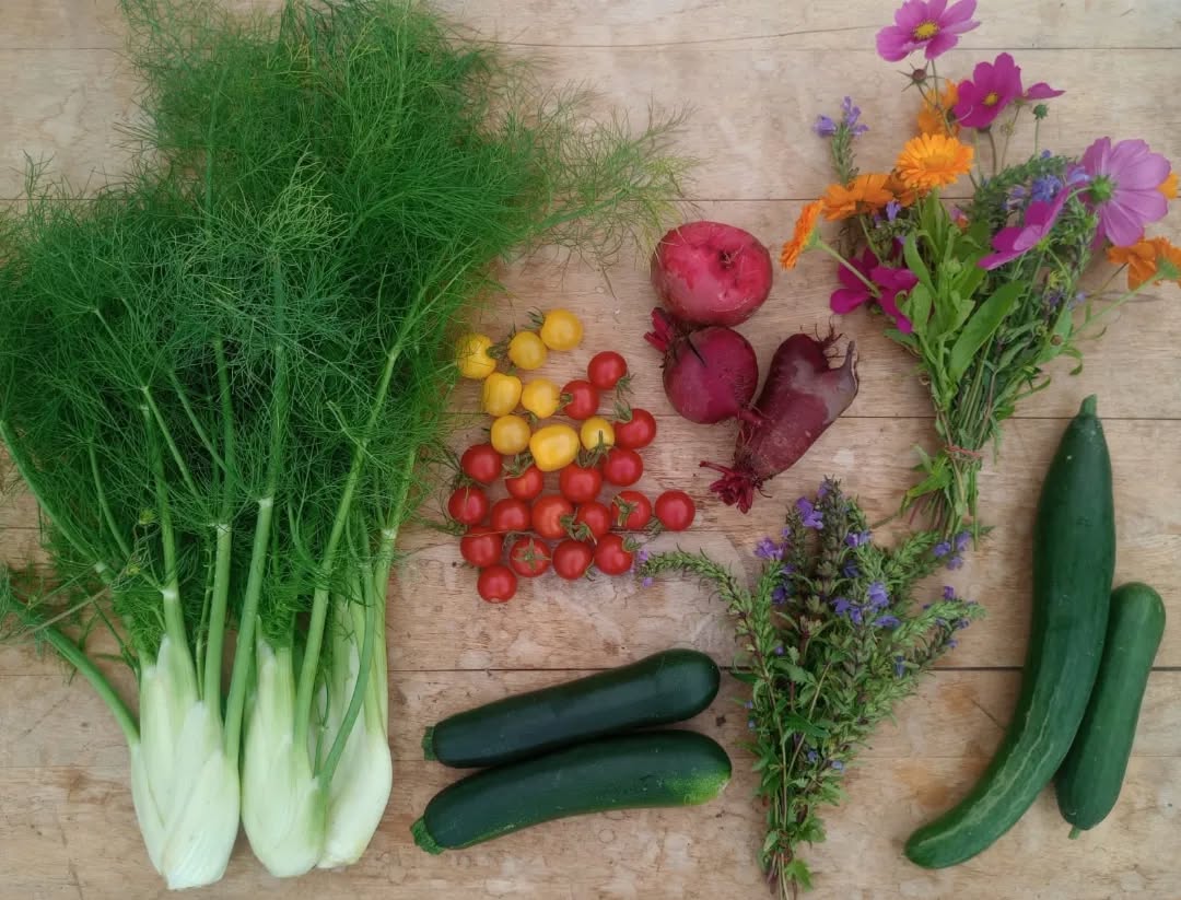 Wilde Kiste #2 (klein und groß) 🌈🌸
Wir haben noch Plätze frei! Also wenn du eine Kiste abonnieren willst, melde dich 🥬
#gemüsekiste #regenerativelandwirtschaft #heidelberg #mannheim #supportyourlocalfarmer #queerfarmers #slowflowers