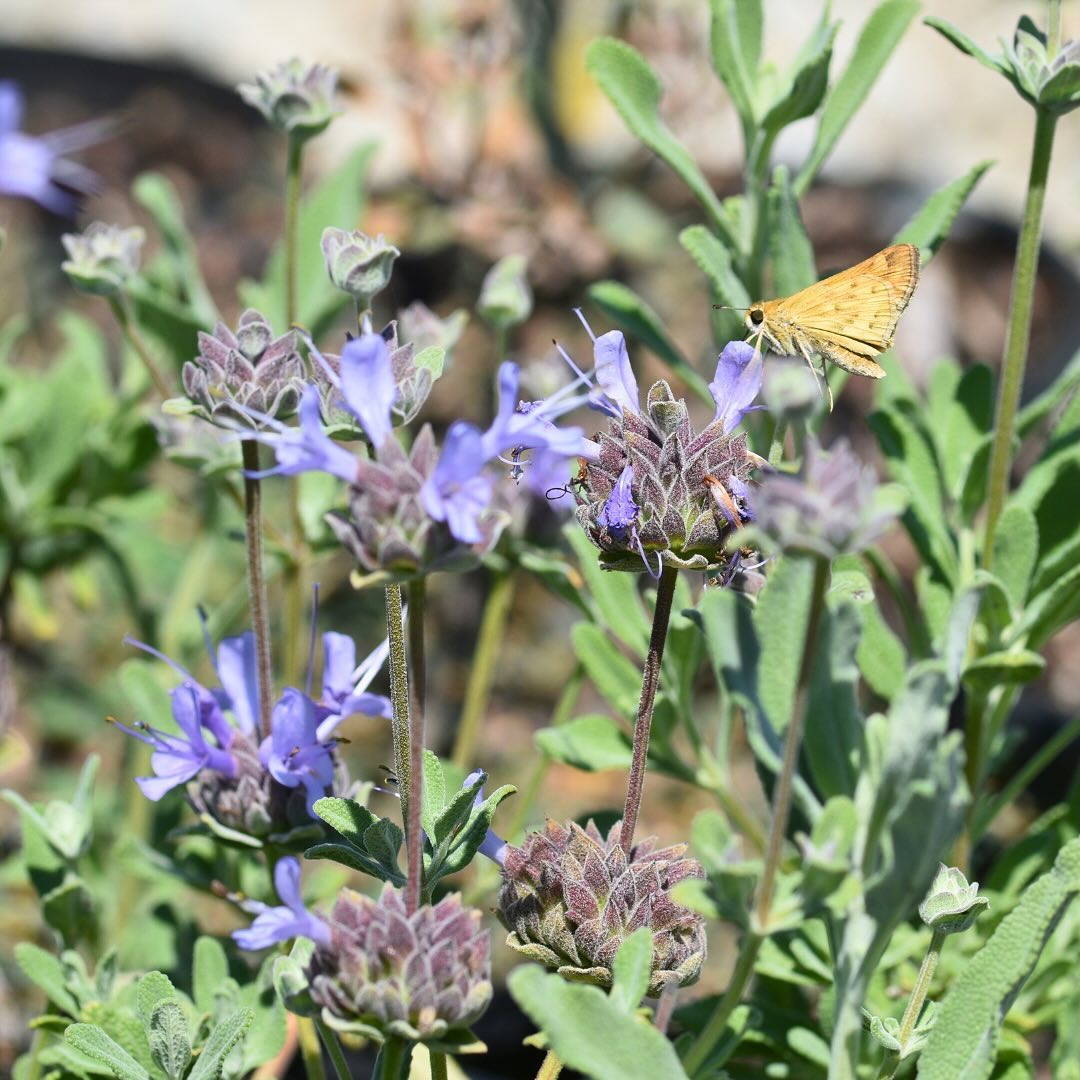 Take a sneak peek at what’s waiting for you at our Sip n’ Shop sale 👀👀
Have a project coming up? We’re now taking preorders to get your hands on some rare and limited items while supplies last!!
Ordering is as easy as 1, 2, 3 😌
1.) Visit our website or free mobile app. Browse our extensive selection of hardy, California Native Plants and simply add to cart
2.) Select Moosa Creek’s Sip n’ Shop 2024 as your pick up location
3.) Pick up anytime during our event at will call 😎🪴🏠🙌
Tickets are available via link in our bio. Hope to see you all there!
#califorianativeplants #fallplanting #sandiegomarkets #sandiegofamilyfun #moosacreeknursery