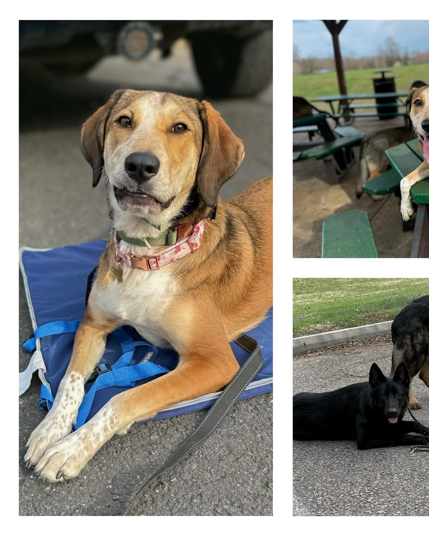 🇺🇸Winter🇺🇸
Meet Winter! This cute girl is here for Board and Train with a focus on off leash training. She is really thriving and enjoying all her new adventures.
#dogtraining #dogtrainer #dogsofinstagram #doglover #training