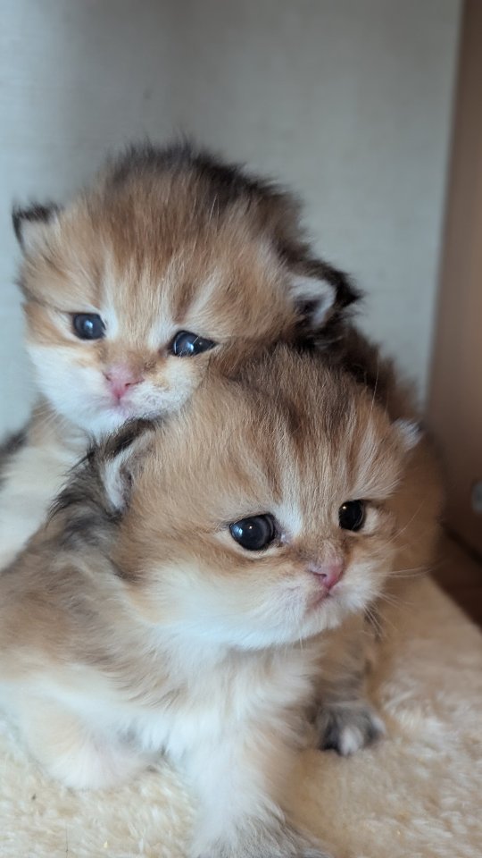 Litter C. Two long-haired black golden British kittens. These two will be absolute stunners: dark red, fluffy hair, and absolute doll faces! This is probably rona's last litter.
#britishkitten #britishcat #britishlonghair #ny11 #cutekitten
