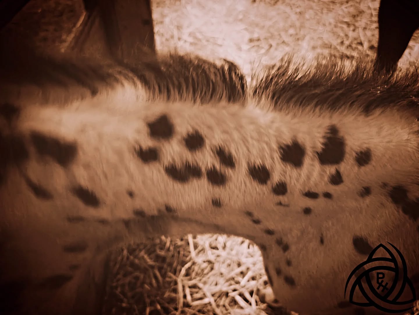 Can you see it??🧐🔎
We are naming our beautiful filly Infinity or "Finn" for short for the infinity ♾️ she has in spots on her neck🤎
What should her registered name be with @appaloosahorseclub ??
Sire: Appaloosa- Final DZign
Dam: Quarter Horse- MJ Carbonite
#penleyhorsemanship #appaloosafilly #infinity #stillinlove #spots