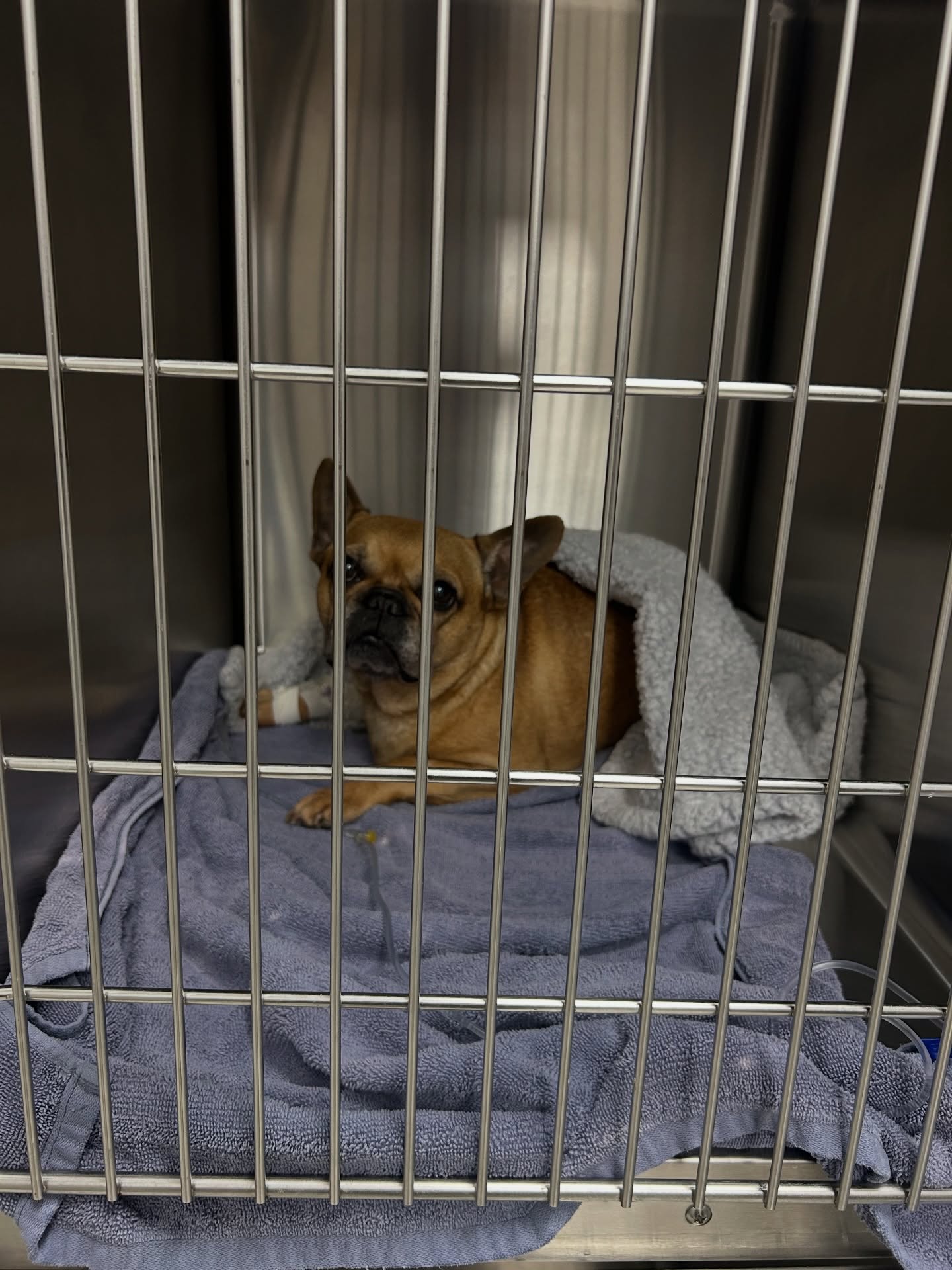 Fontes Animal Clinic
📲 305-364-5327
📍 2330 SW 67 AVE Miami, FL 33155
🌐Website: https://www.fontesanimal.com
#fontesanimalclinic #florida #miami #hialeah #veterinarymedicine vettech vetmed FontesAnimalClinic 6toAniversario CuidandoConAmor 💙