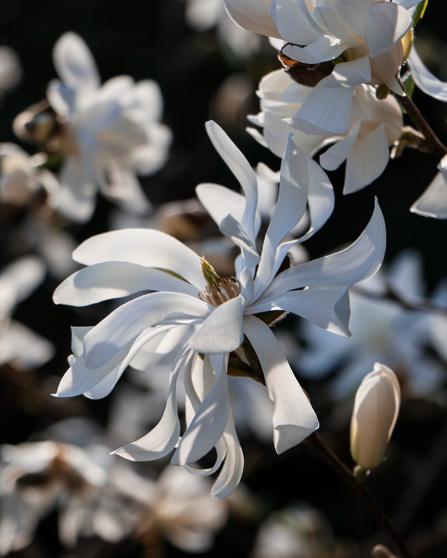 The Soft Archive | edition twelve
From the week the equinox arrived. A moment of balance - light and dark, day and night. Then the world tilts again and we creep toward longer days.
It was a week of small moments. A moment with the spring blooms nestled against the ground. A moment with the red kite circling overhead. A moment at the Market Garden with little plants that will soon bring big flavours.
Sky, soil and time meeting like old friends, ushering in change. Not all at once though, slowly, which feels like a better way to do most things.
#equinox #springequinox #springblooms #magnolia #tulip