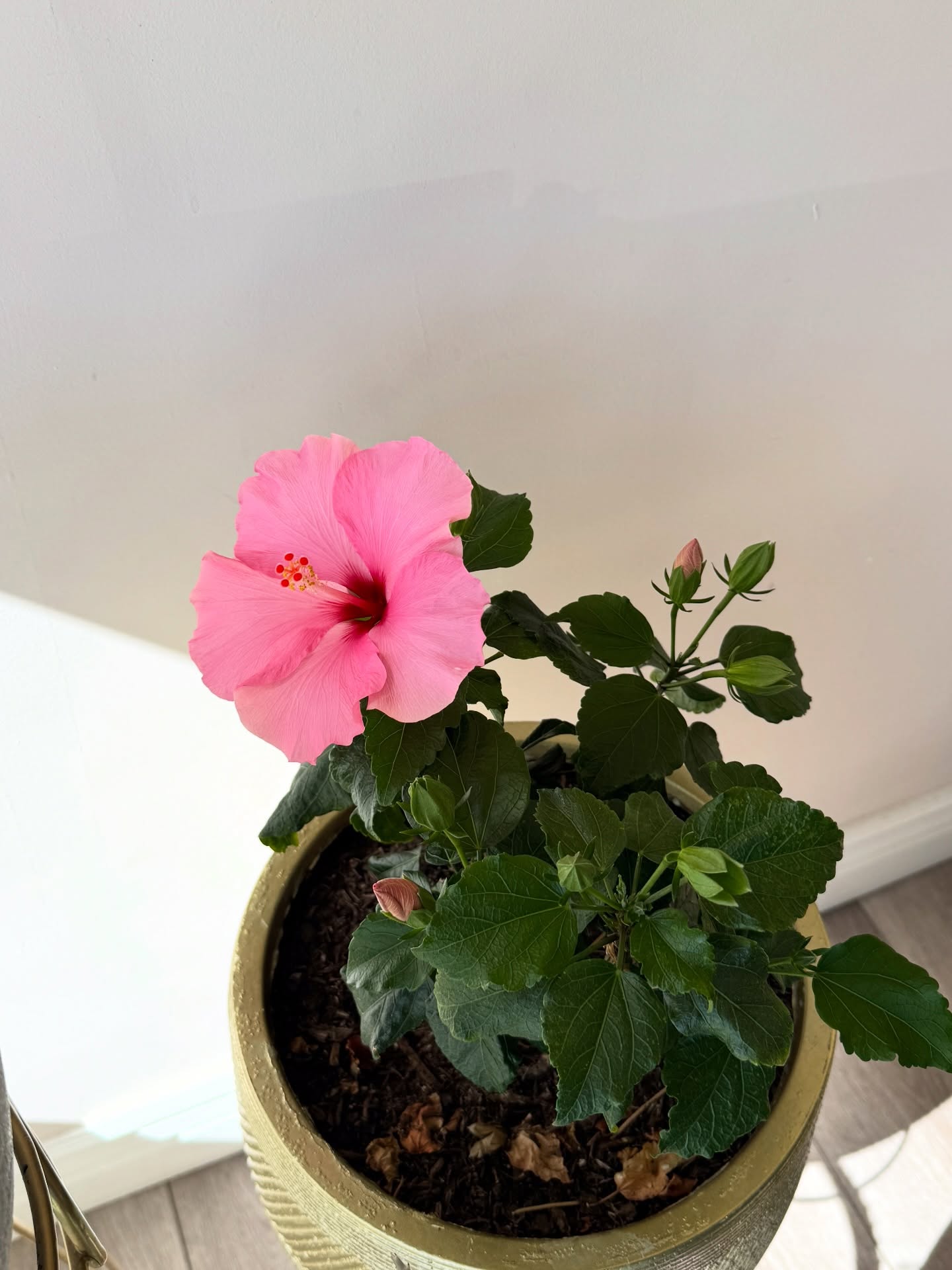 All of our clients have been loving our hibiscus flower at the medspa ๐บ
The blooms donโt last long but when theyโre here it is magical โจ
#denvermedspa #denverlocal #denveresthetician #denverfacial #coloradomedspa