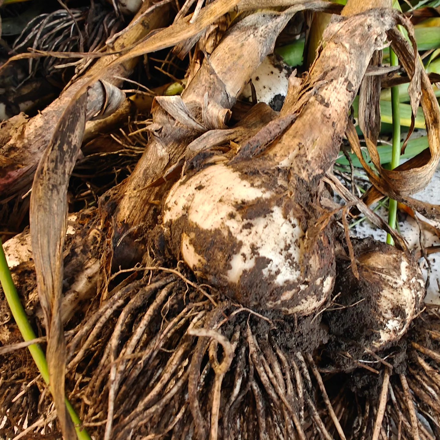 We beat the rain! ๐ง๏ธ๐ช๐ฑ
After two busy days in the field, all of our garlic is officially harvestedโand itโs looking amazing! ๐ Weโve got some giant Svea bulbs perfect for seed or culinary magic, and our Music garlic is as bold and beautiful as everโready for planting or flavoring up your kitchen.
Braids are getting โwrapped upโ soon (see what we did there? ๐), and everything will be ready for delivery in late August.
โจ Get your pre-orders in now at www.thefarmatbirchfield.comโbefore these beauties are all spoken for! ๐ง
#BirchfieldFarm #GarlicHarvest #SeedGarlic #SveaGarlic #MusicGarlic #FarmFresh #MichiganGrown #GarlicLovers