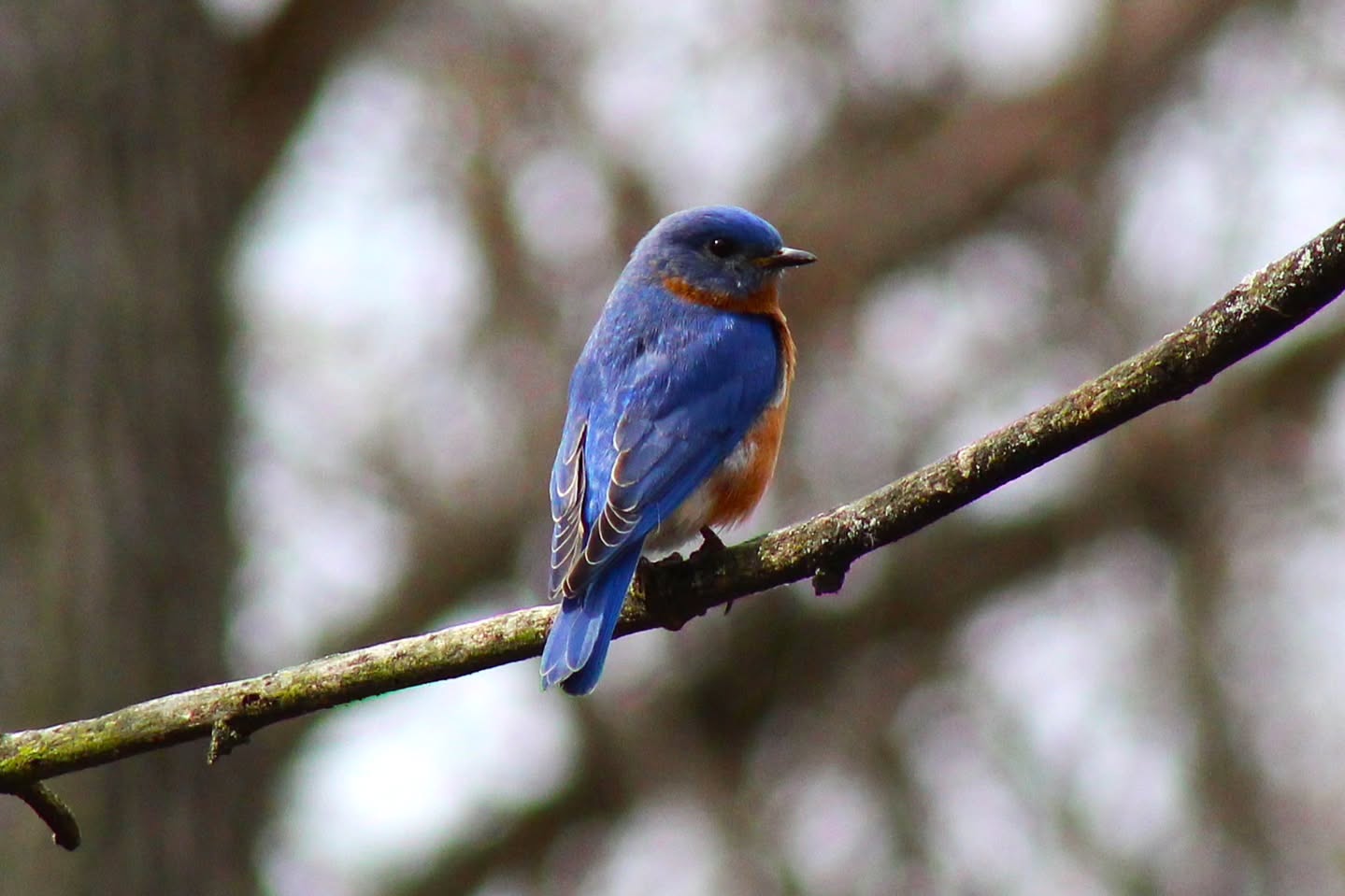 Wednesday Moment of Zen. Eastern bluebird (Sialia sialis) resting for a moment in between checking out nest cavities in the midday sunlight. Peace, y'all.