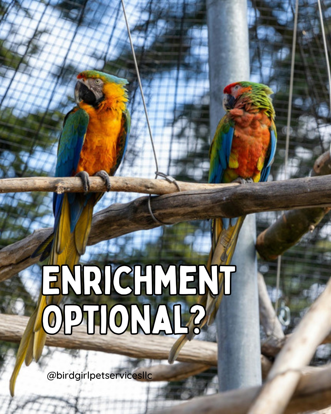 Exotic pets need more than food and water.
They need:
• Mental stimulation
• Appropriate textures
• Foraging opportunities
• Species-appropriate interaction
Stress in exotic animals often stems from boredom or environmental inconsistency.
Enrichment is part of proper care — not an extra.