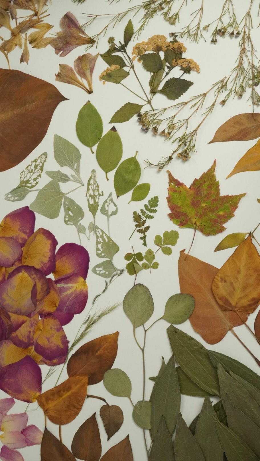 Preparing some botanicals that have been pressed in books the past couple years. Going to use these to make cyanotype art soon!
I didn’t expect this timelapse to turn out so beautifully
Do you recognize any of the flowers or leaves here?
The red and green leaf traveled with me from Ohio! And the soft green leaves with the little holes is brittlebush