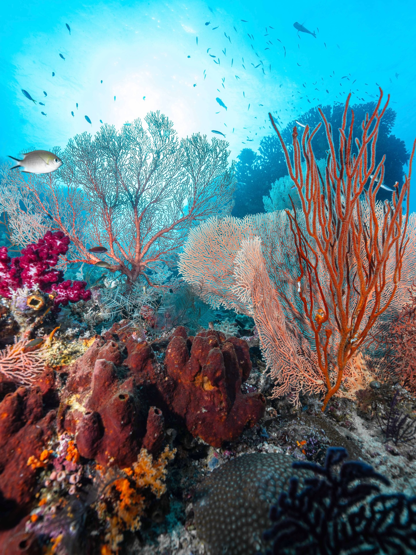 A snapshot in time of the stunning reefs of Misool, Raja Ampat. Protected within a marine sanctuary and part of one of the most biodiverse regions on Earth, rich in fish and coral life. Bright colours in every direction you look. It’s always a delight!
With so much chaos in the world right now, it’s important to remember the most beautiful parts of our planet.
On expedition with @expeditionbiru onboard @ilike_liveaboard_indonesia
#oceans #rajaampat #westpapua #diving